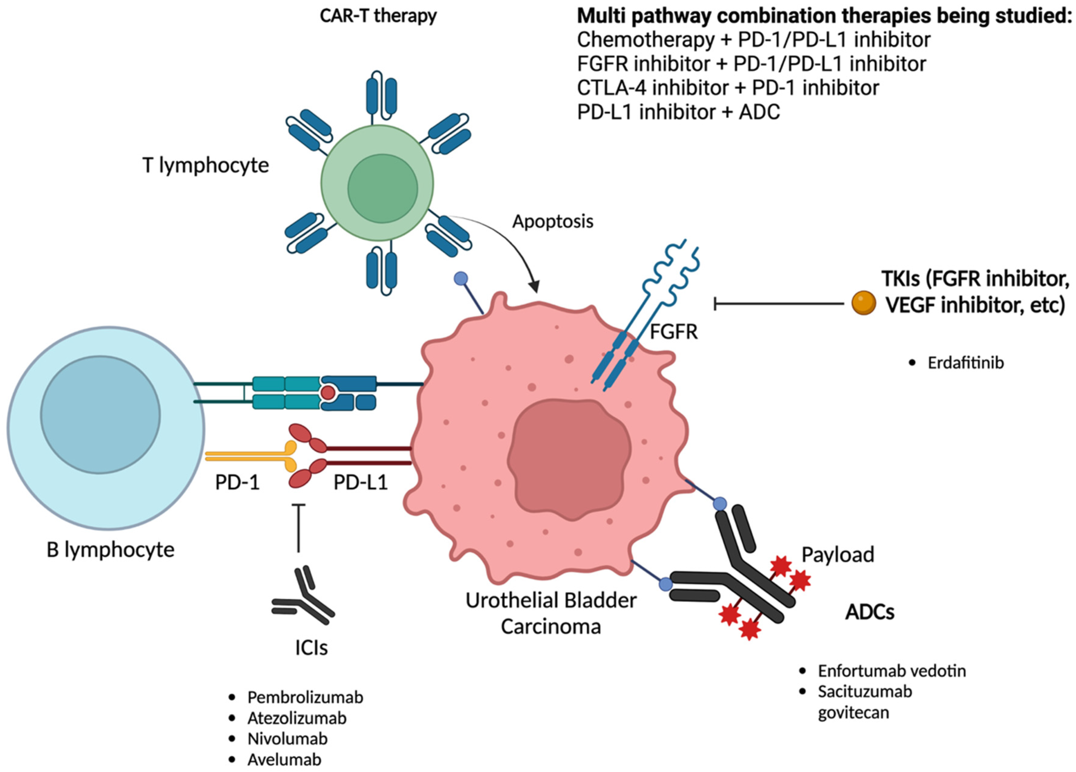 Cancers 15 03024 g002