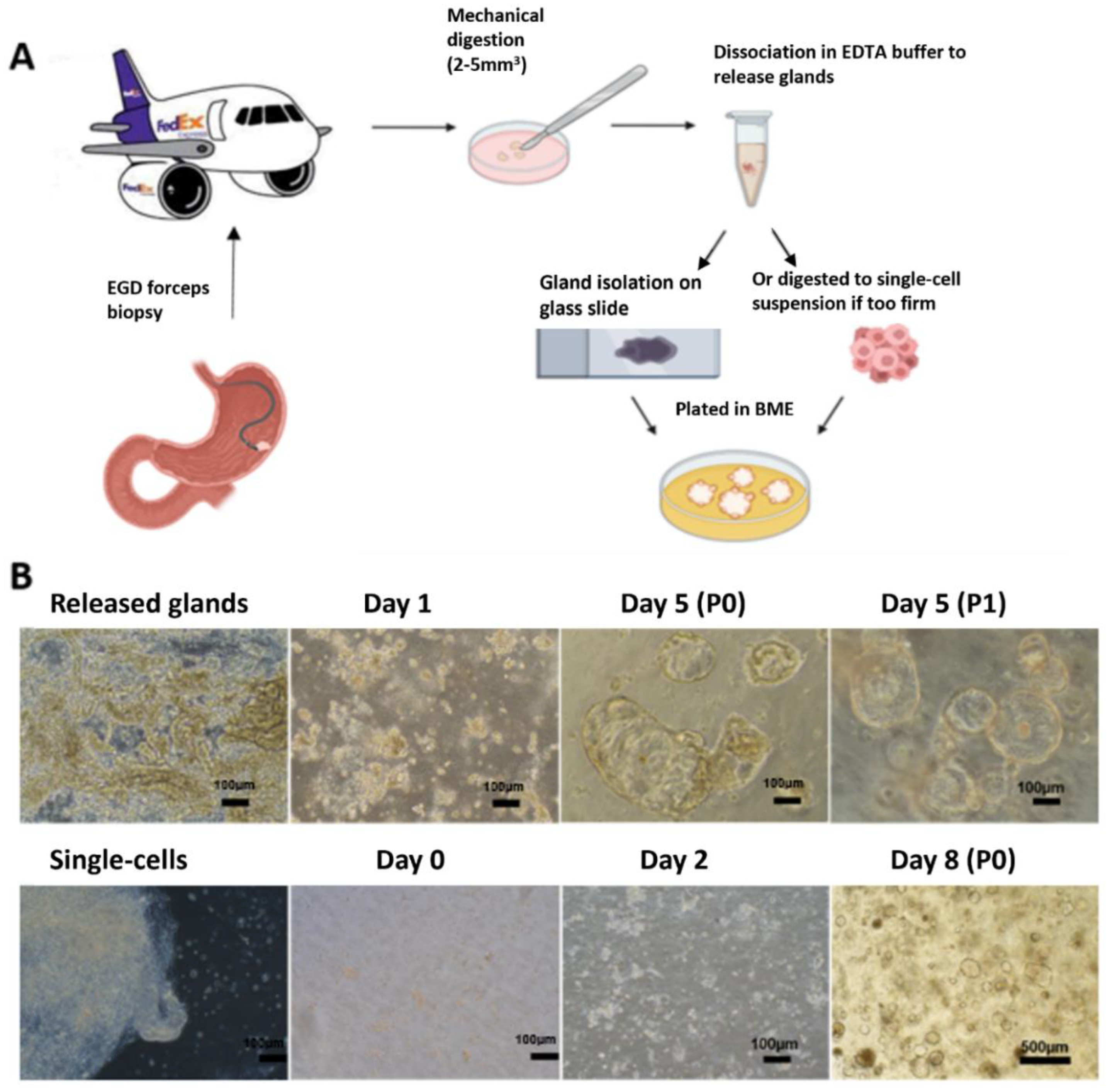 Cancers 15 03036 g001