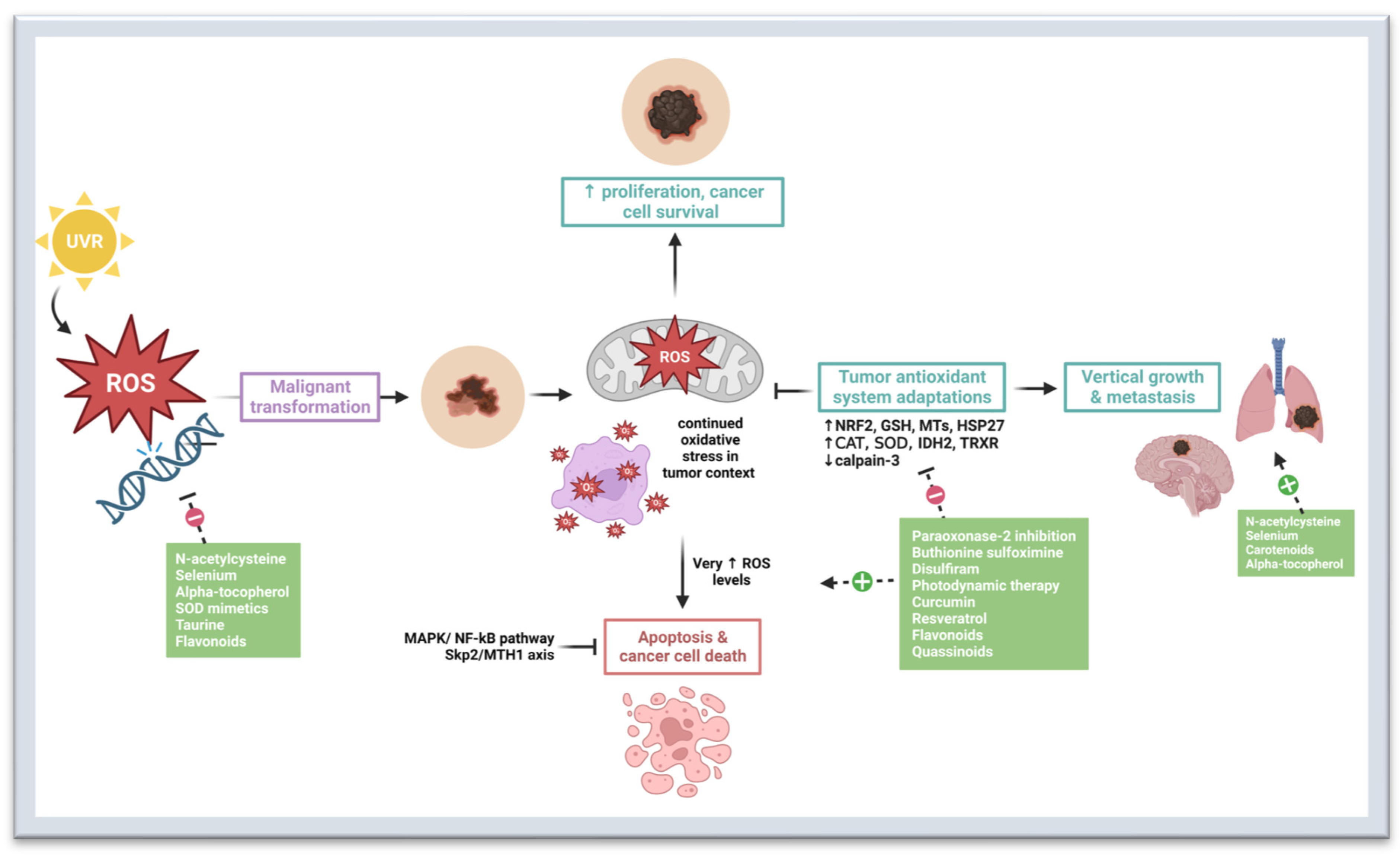 Cancers 15 03038 g001