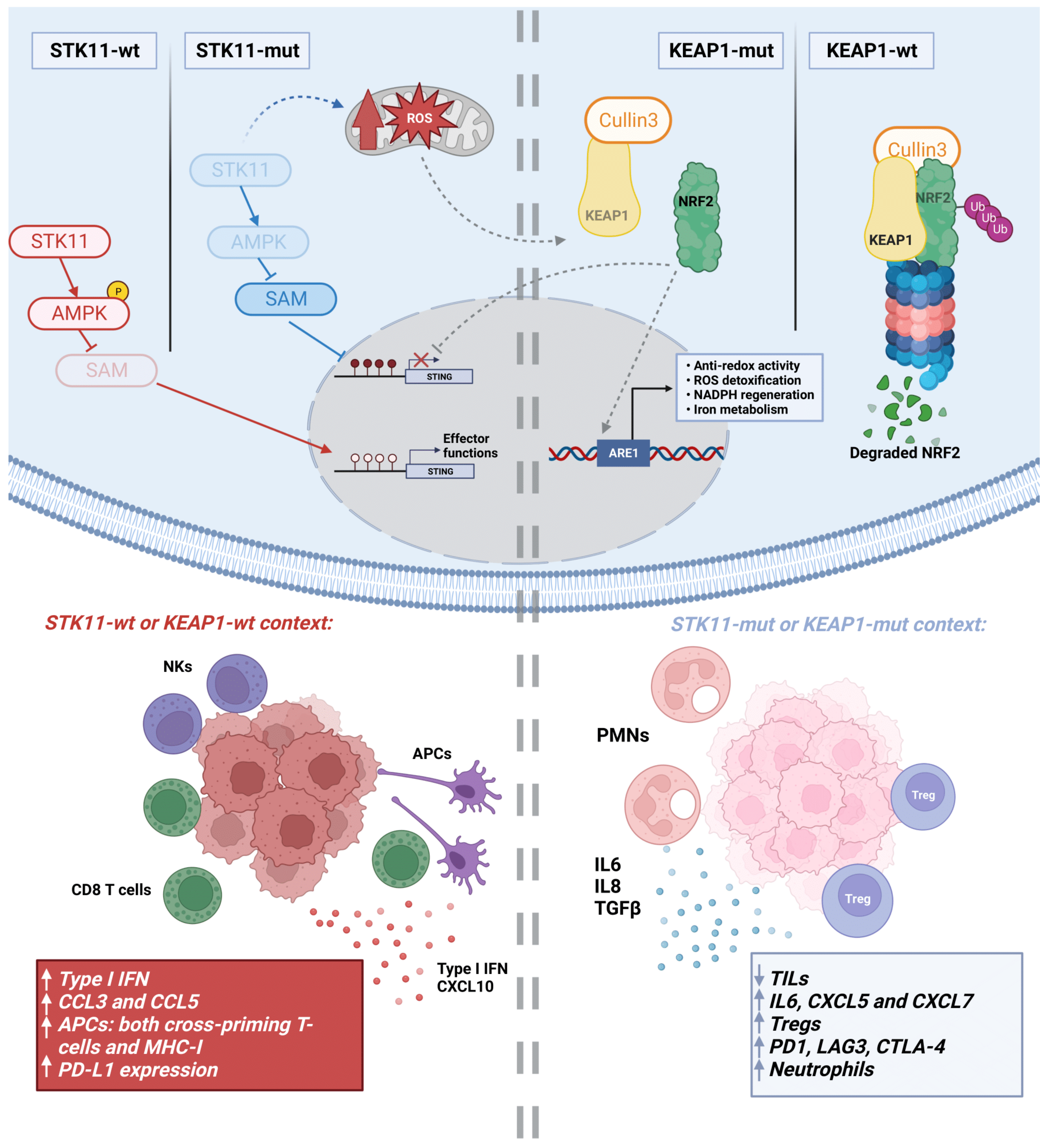 Cancers 15 03076 g001