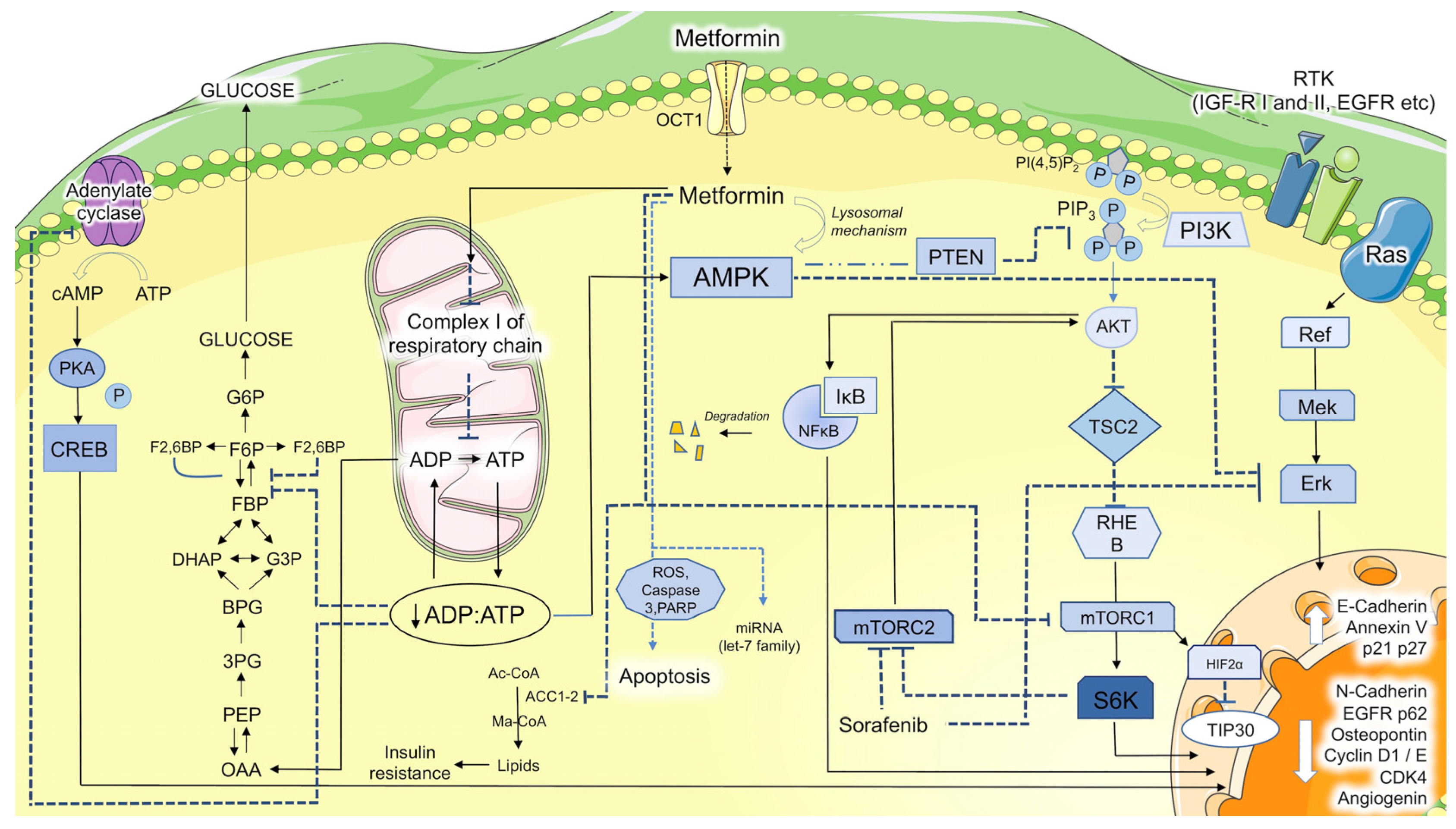 Cancers 15 03161 g001