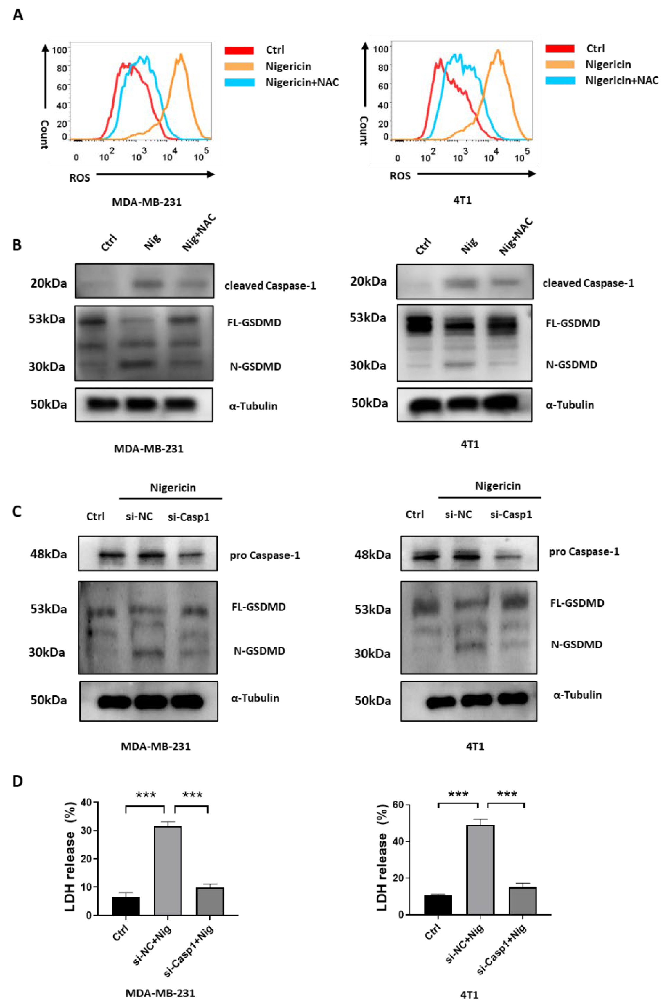 Cancers 15 03221 g004