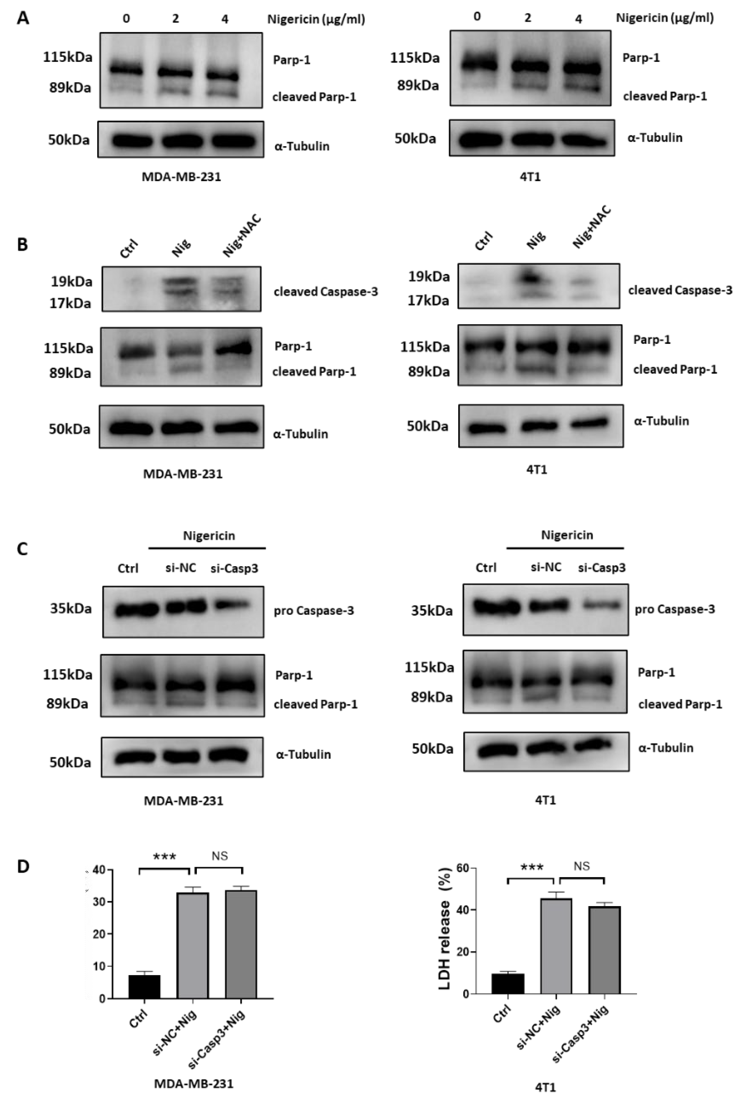 Cancers 15 03221 g005