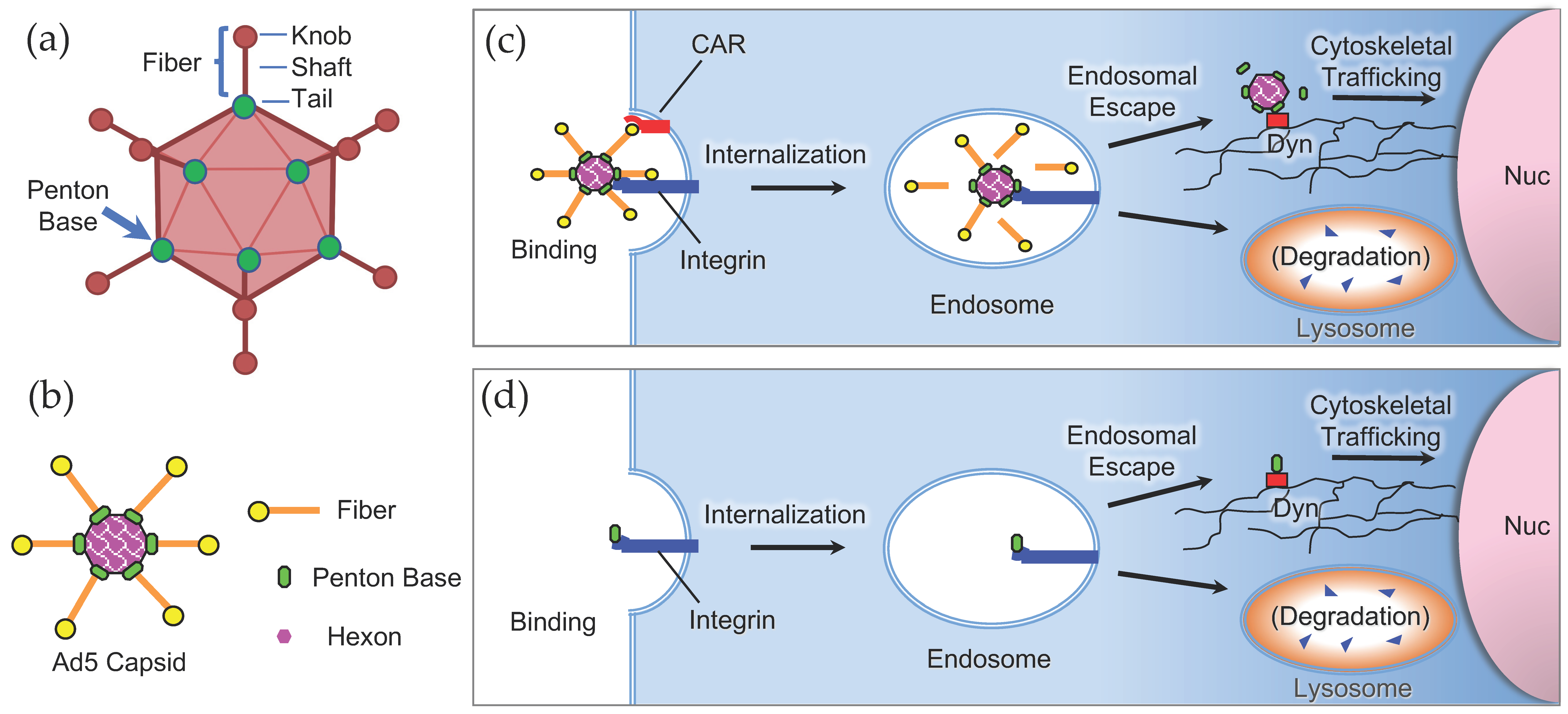 Cancers 15 03240 g002