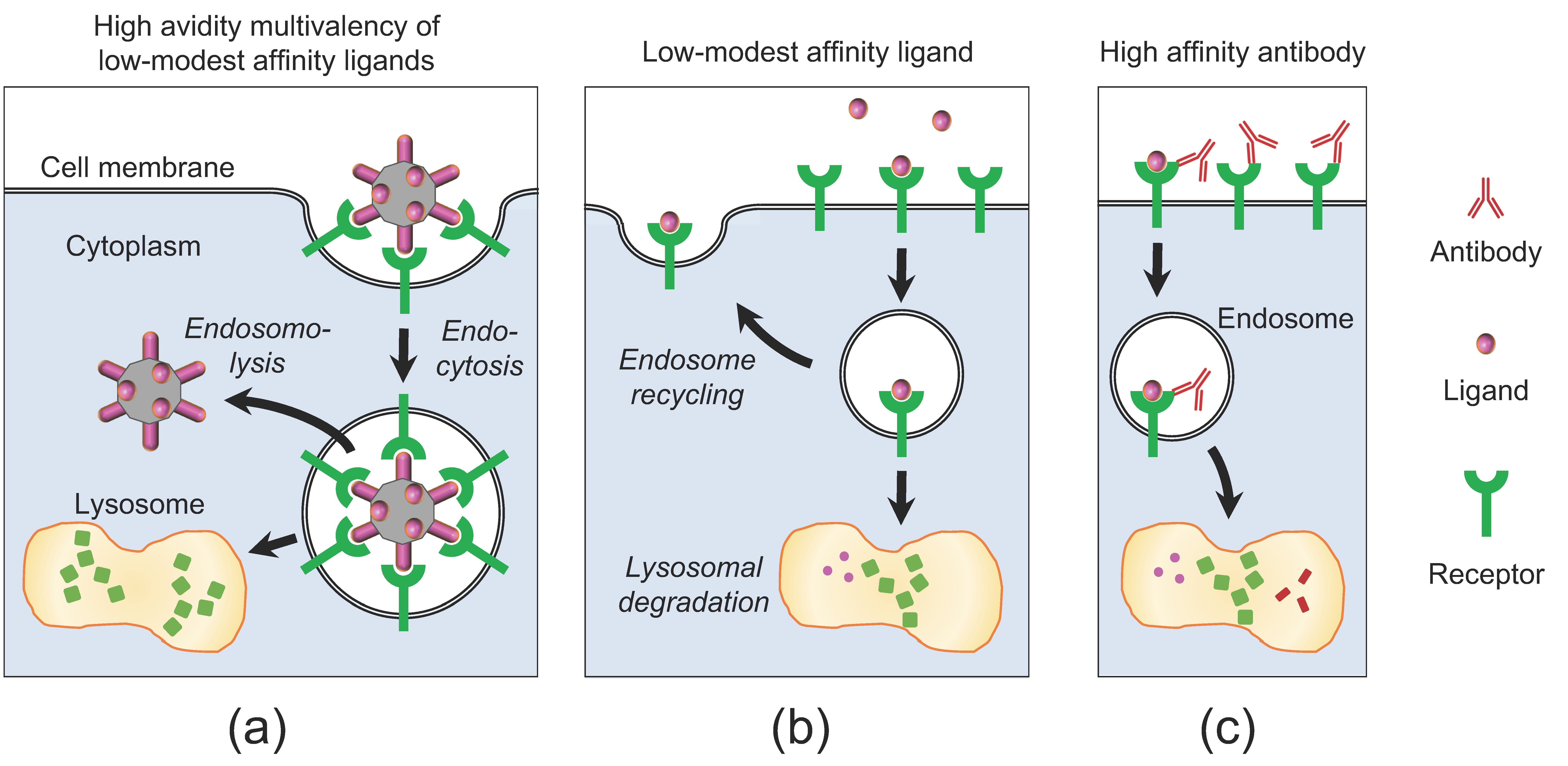 Cancers 15 03240 g004