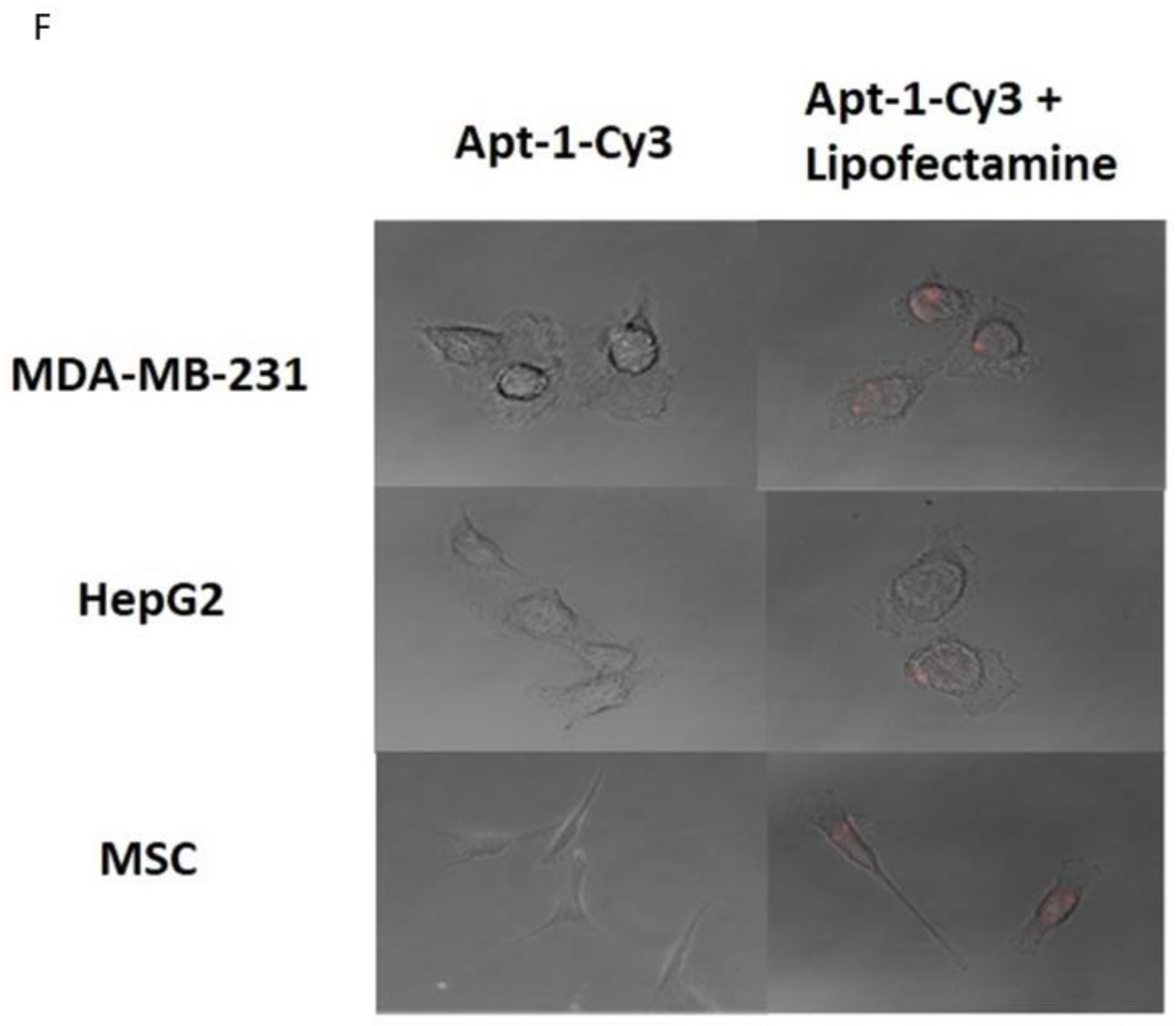 Cancers 15 03254 g001d