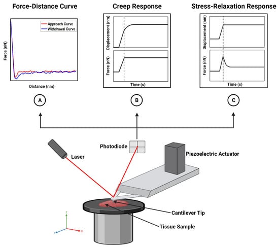 Invols Afm Atomic Force Microscopy Methods to Measure Tumor Mechanical Properties ...