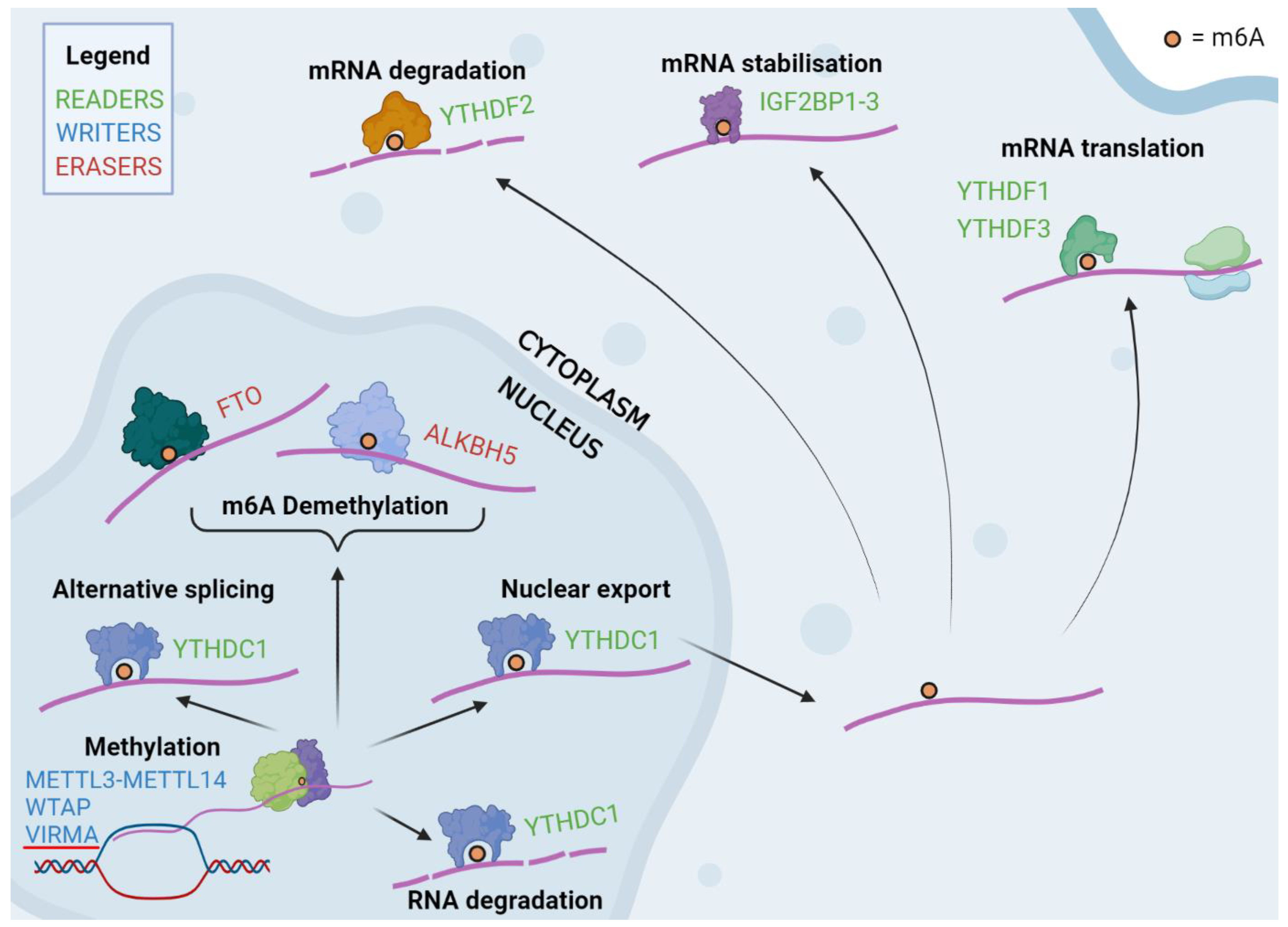 Cancers 15 03307 g001