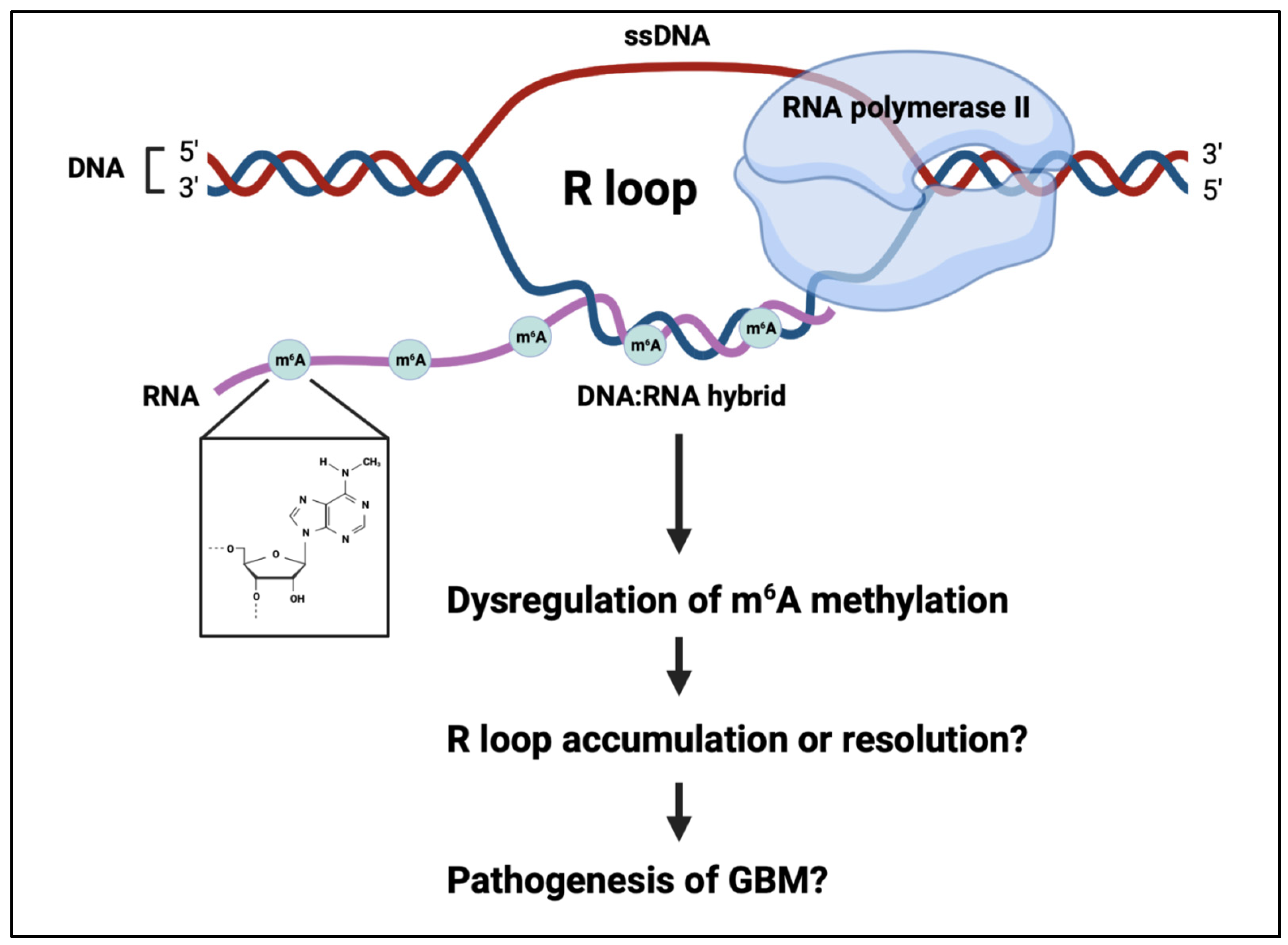 Cancers 15 03307 g002