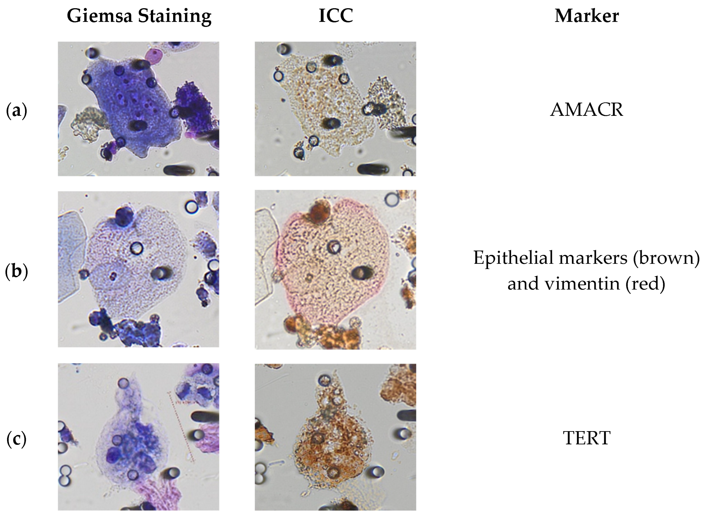 Cancers 15 03366 g003a