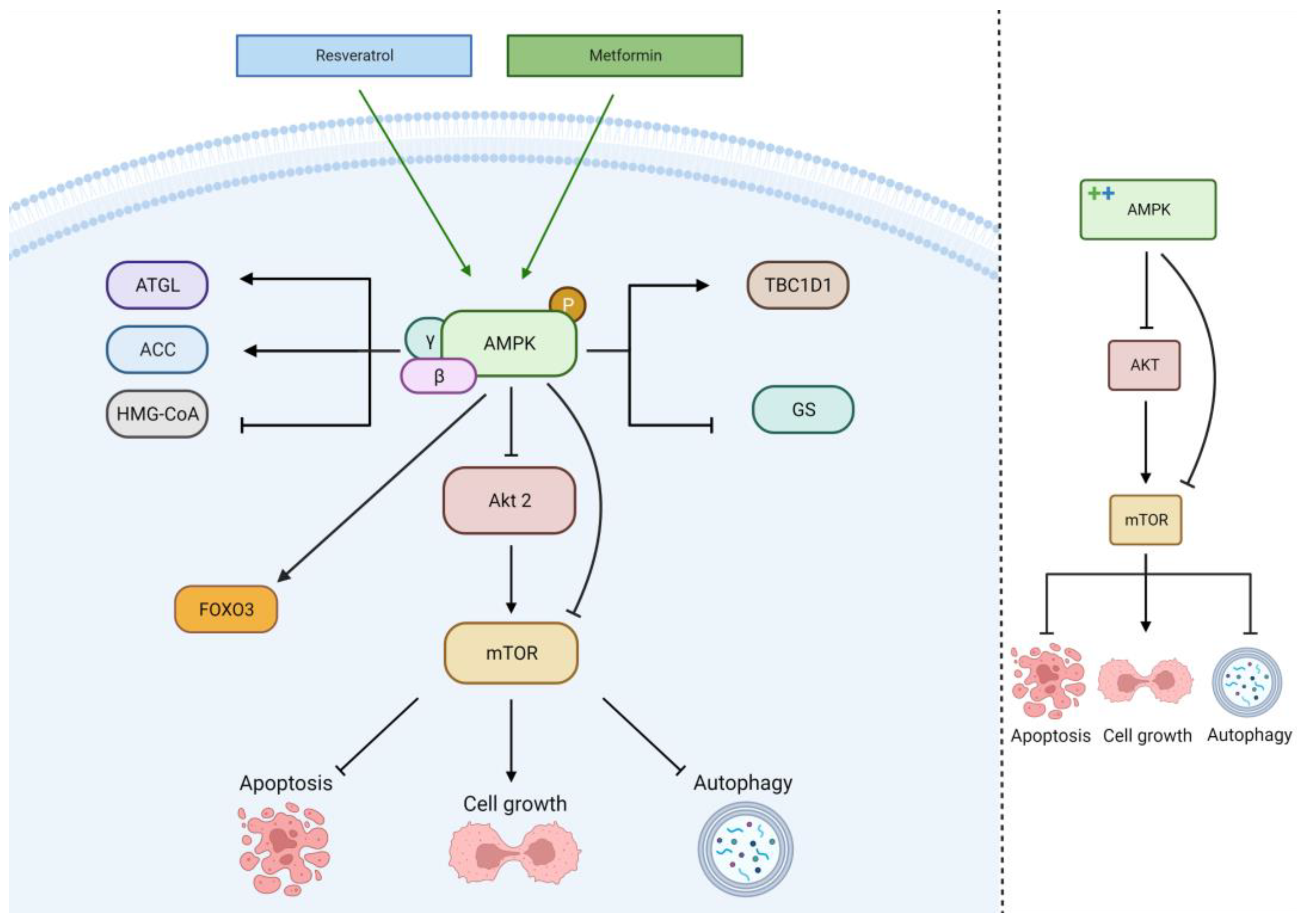 Cancers 15 03368 g004