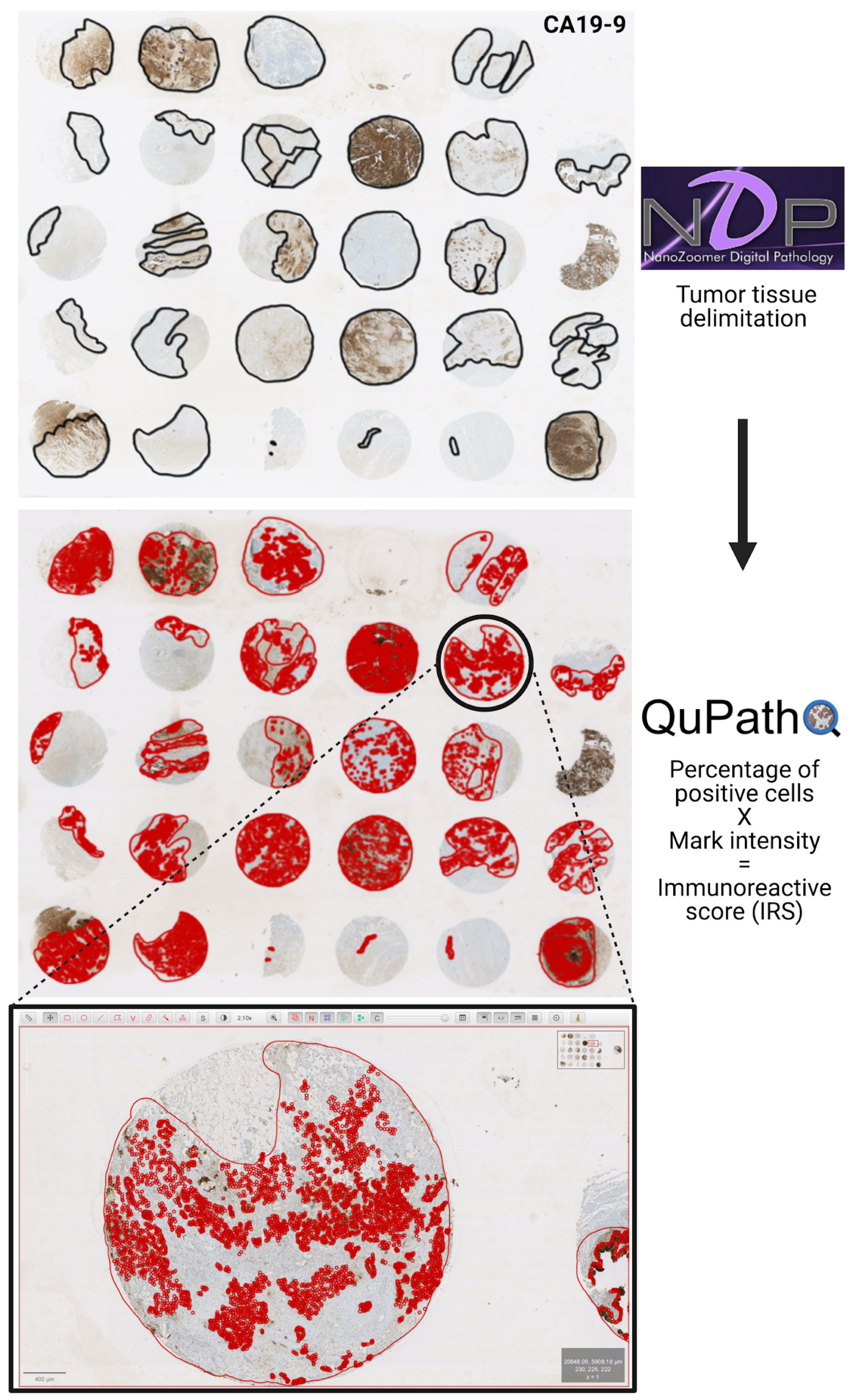 Cancers 15 03440 g001