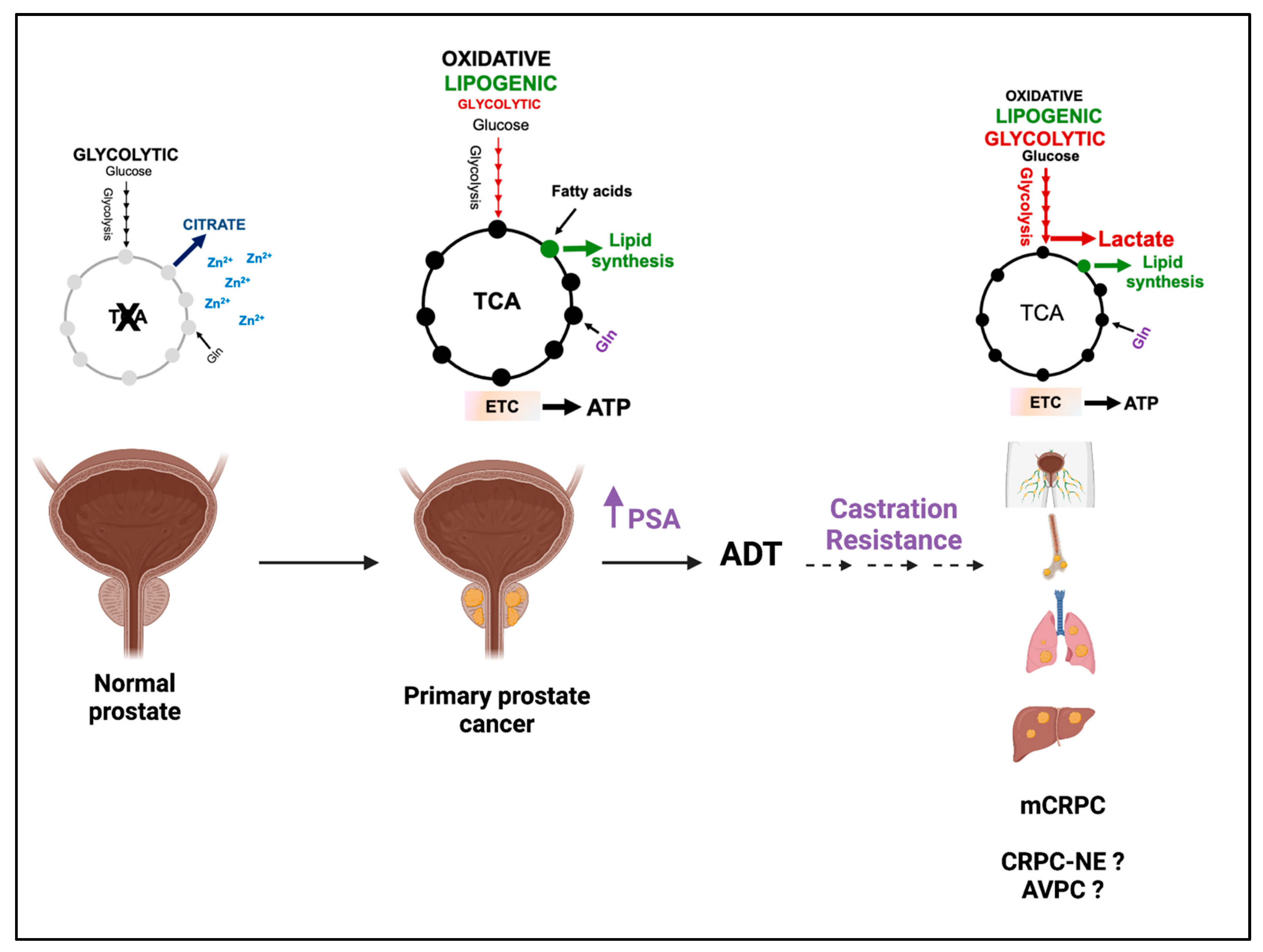 Cancers 15 03473 g001