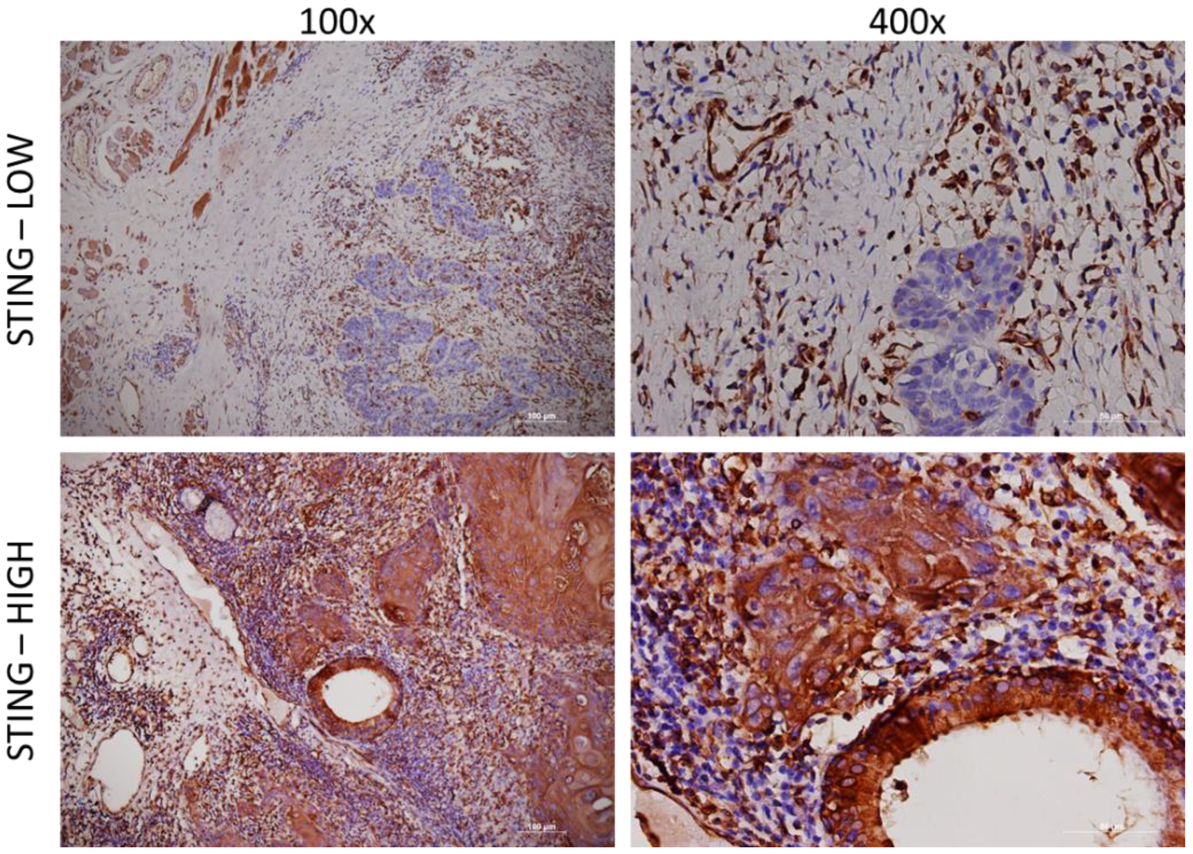 Cancers 15 03510 g001