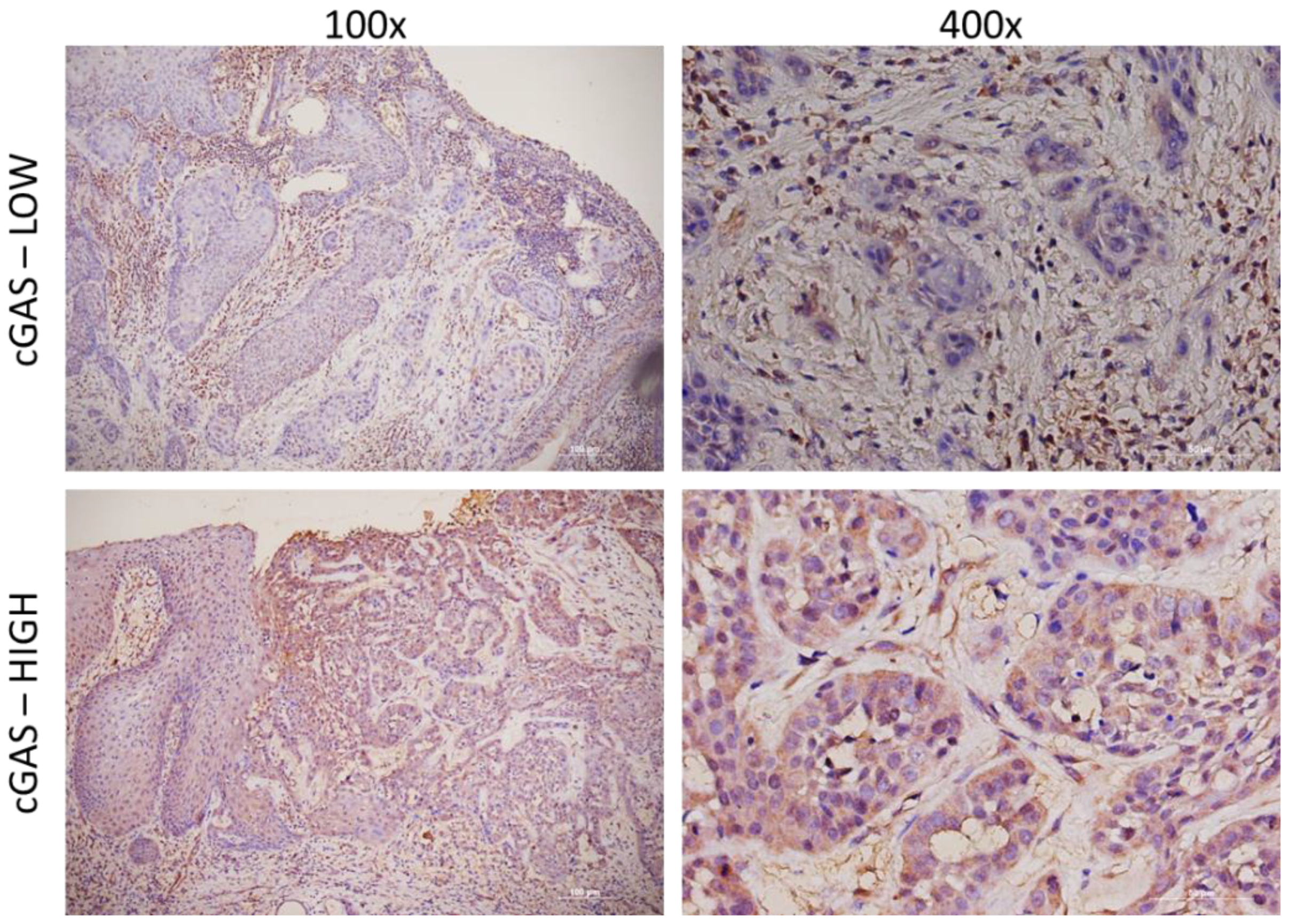 Cancers 15 03510 g002