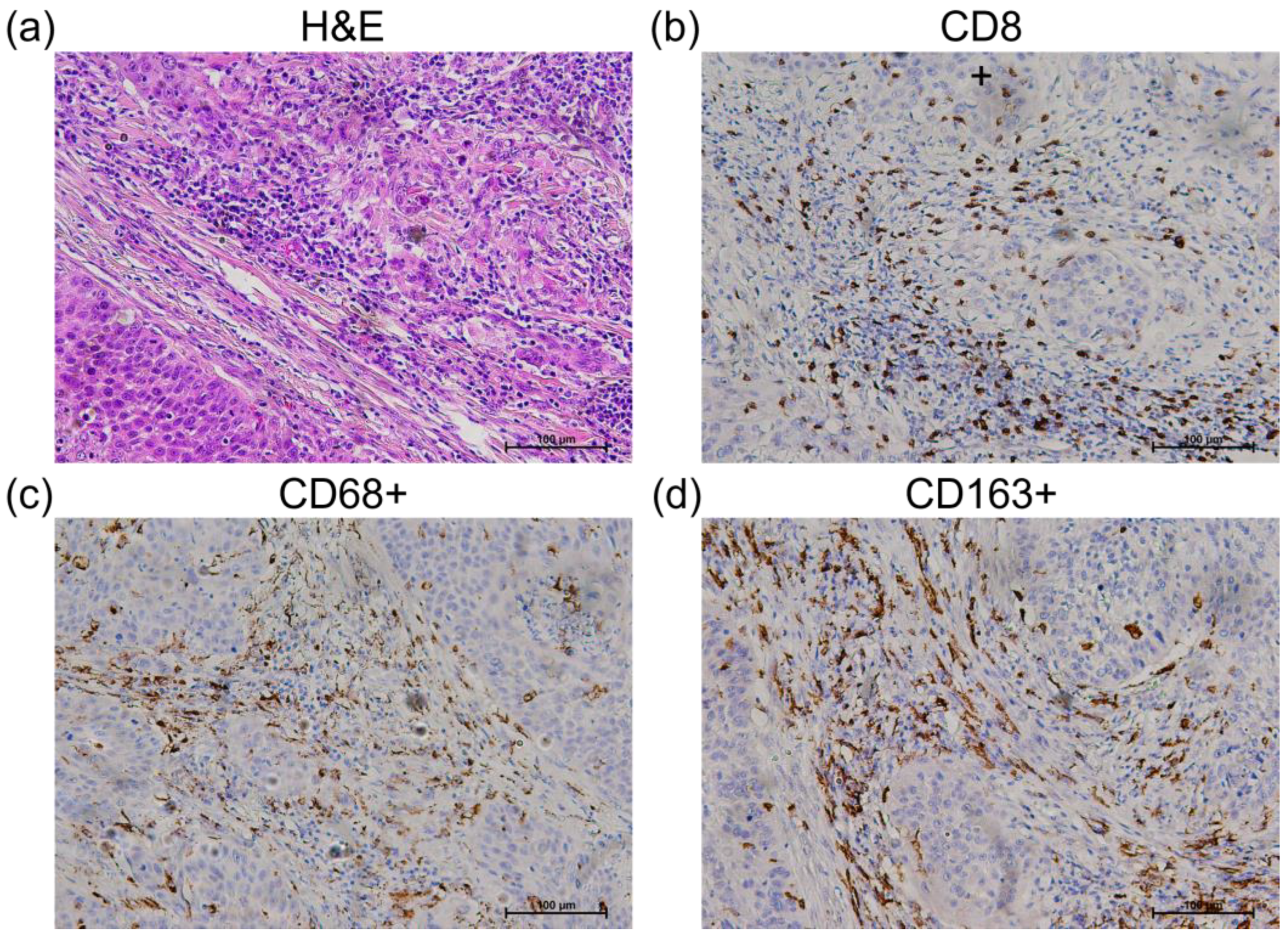 Cancers 15 03510 g003