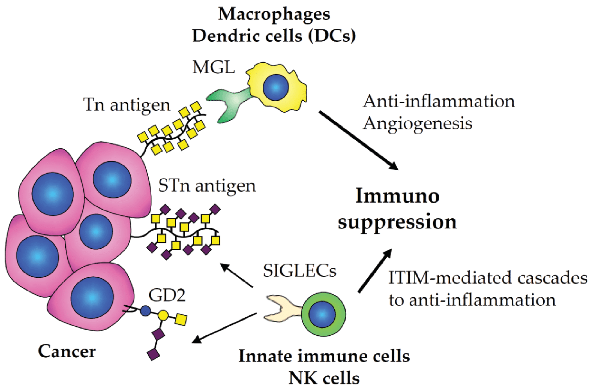 Cancers 15 03536 g002