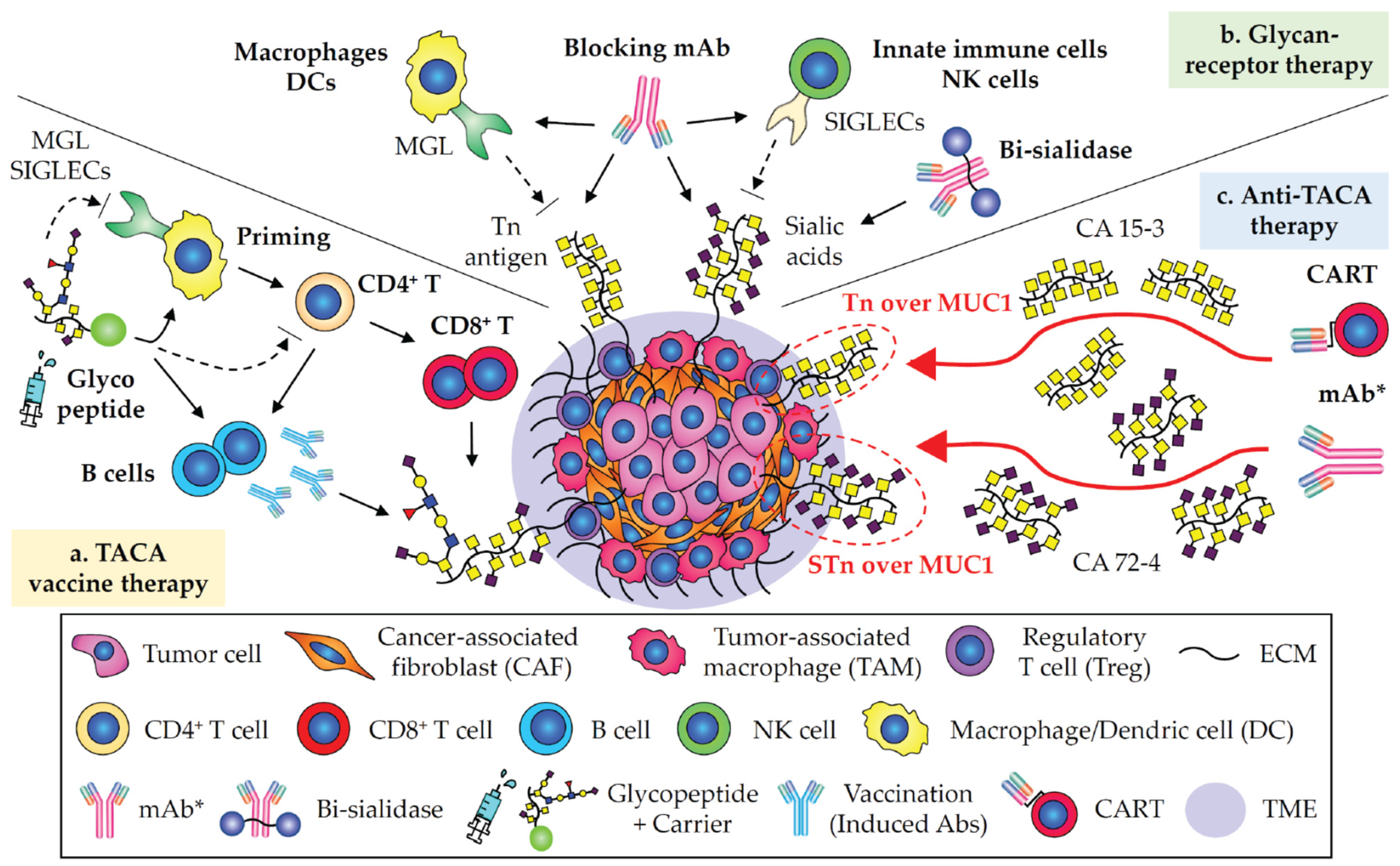 Cancers 15 03536 g004