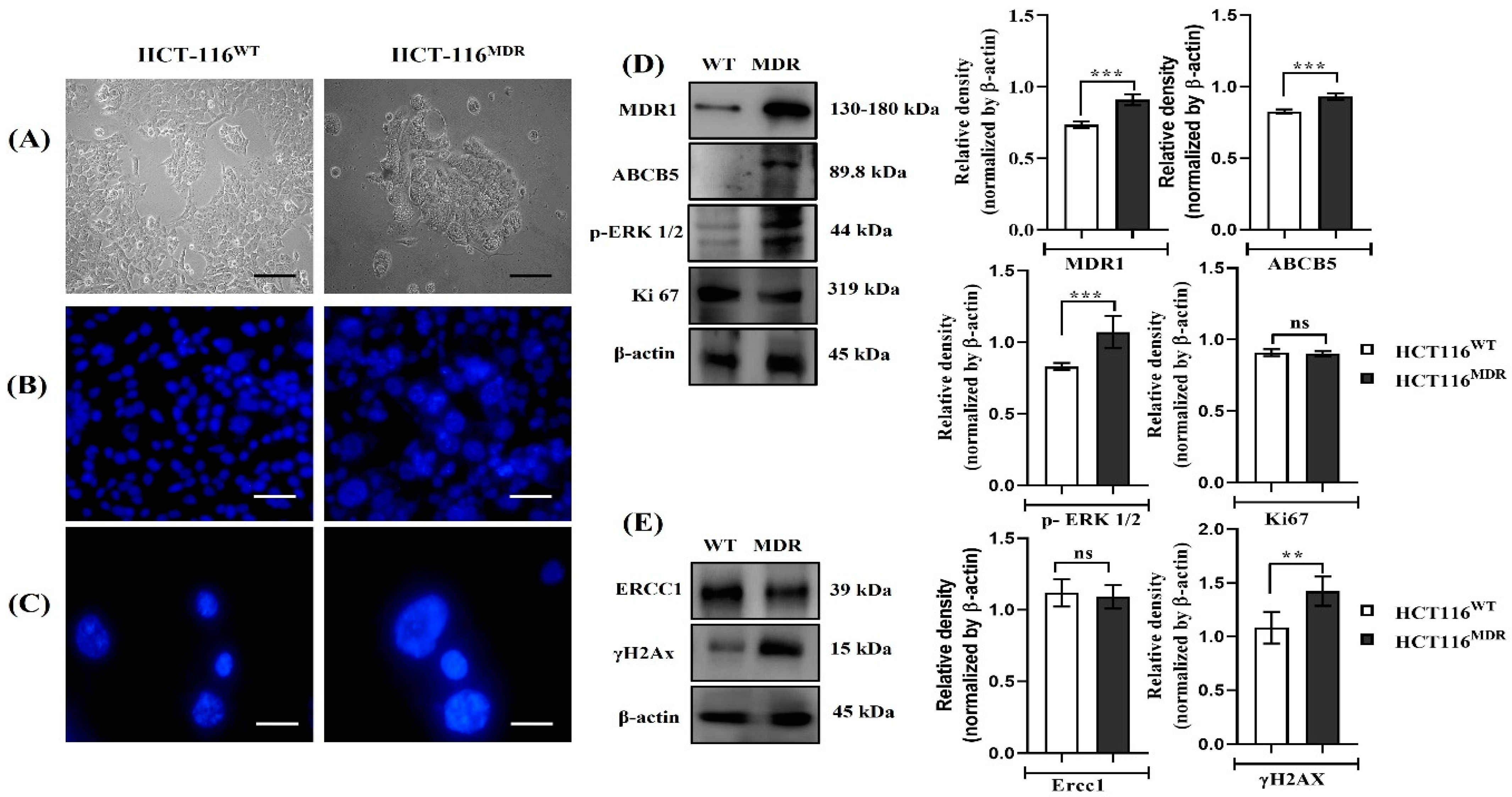 Cancers 15 03541 g001