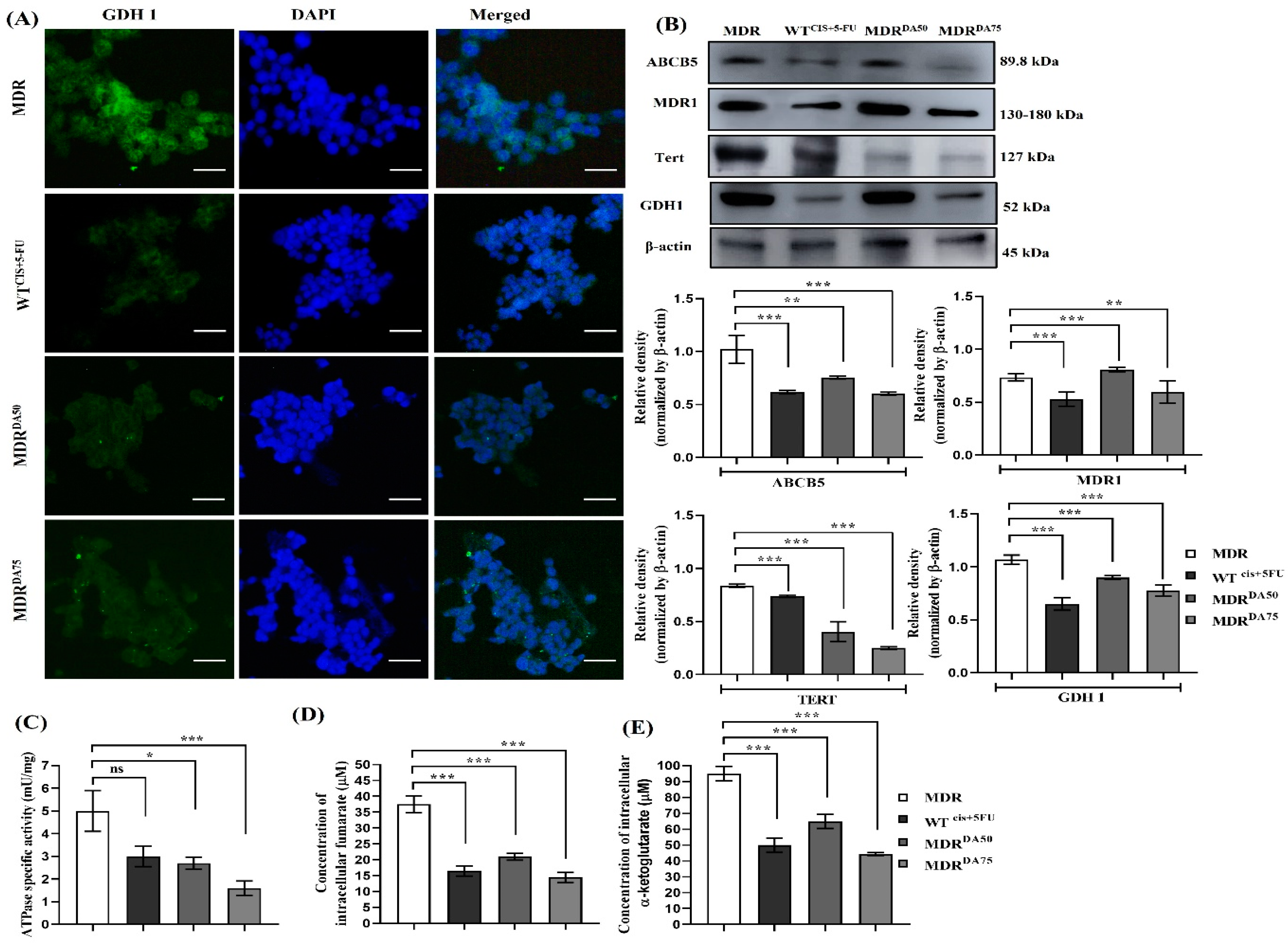 Cancers 15 03541 g004
