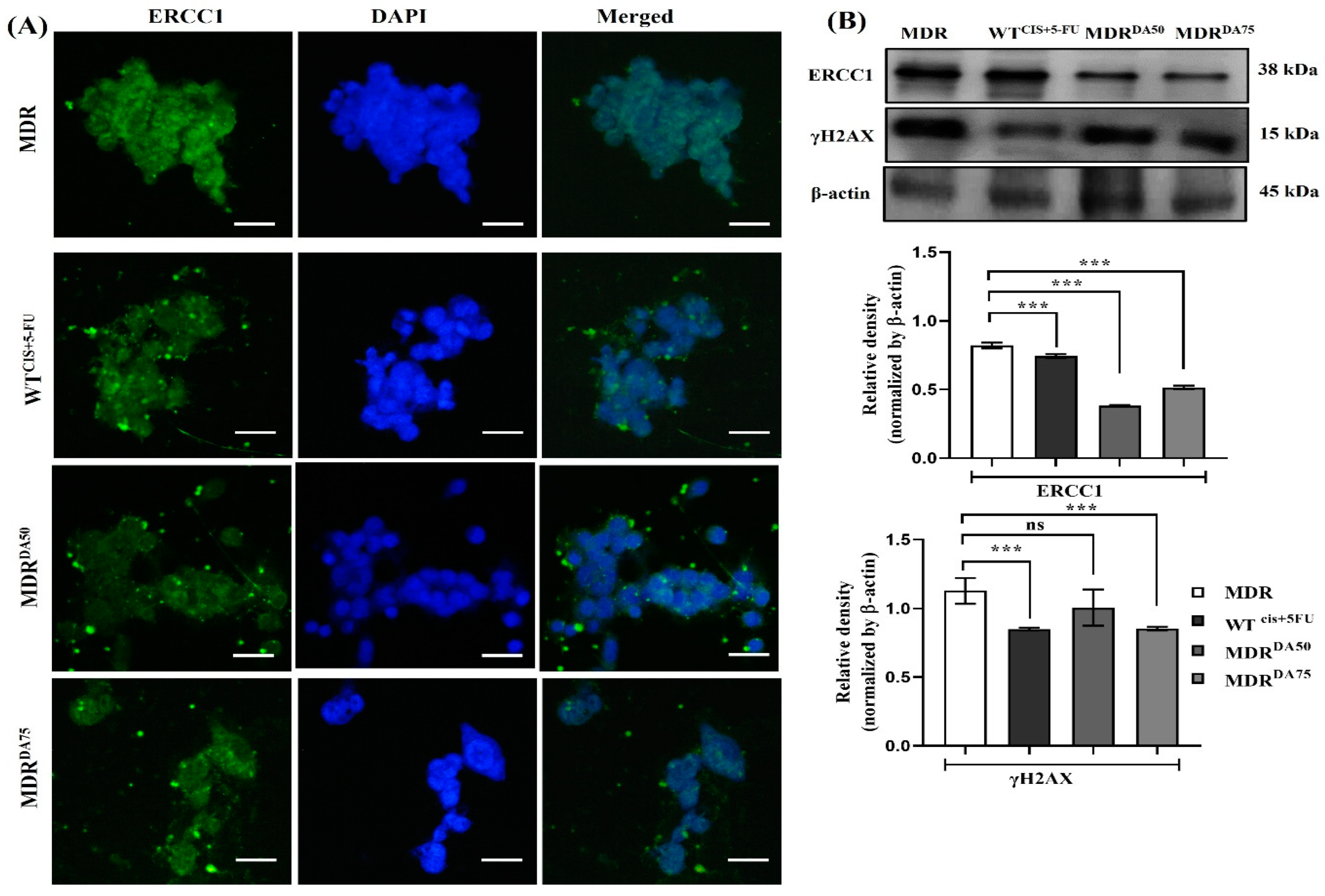 Cancers 15 03541 g005