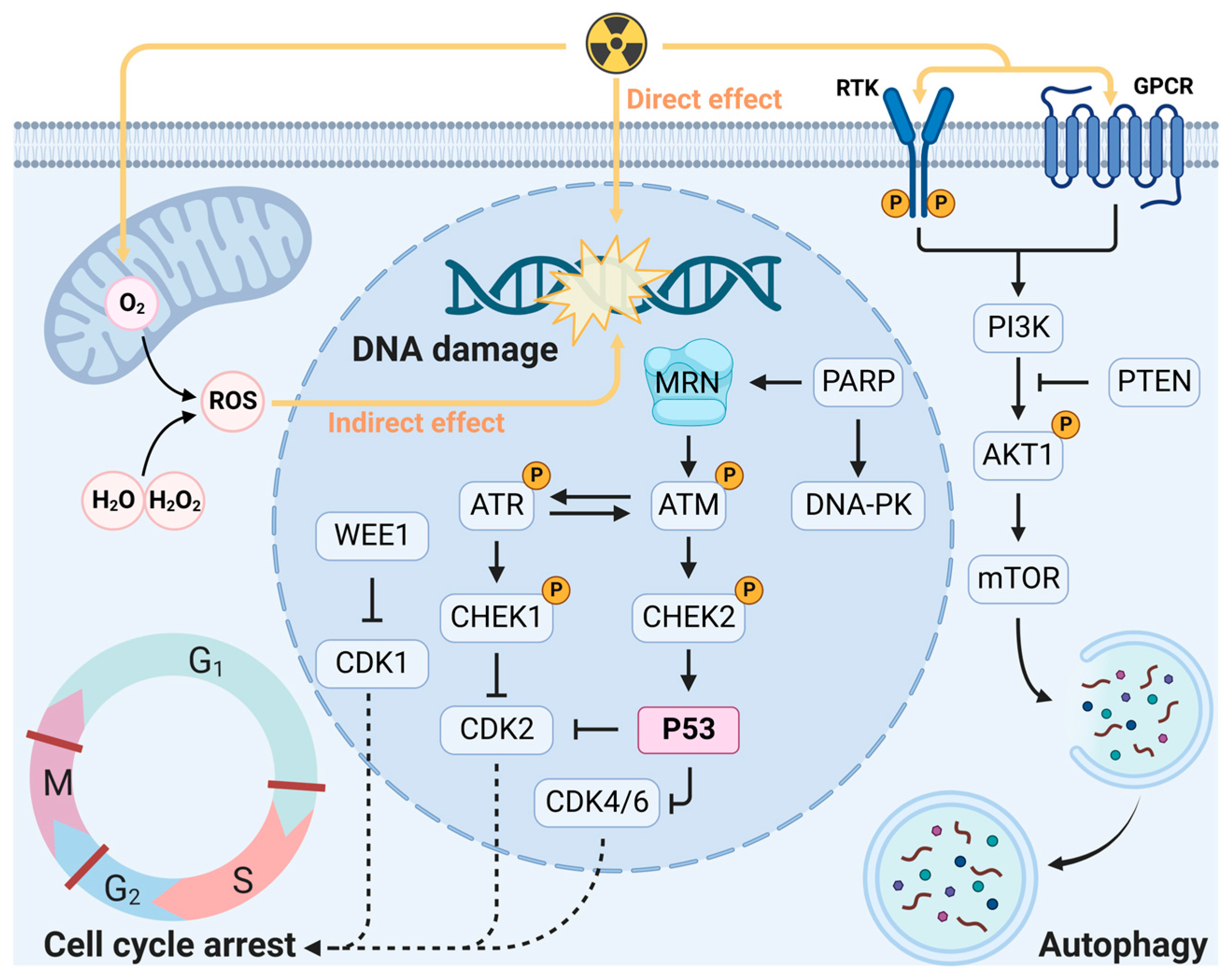 Cancers 15 03585 g001