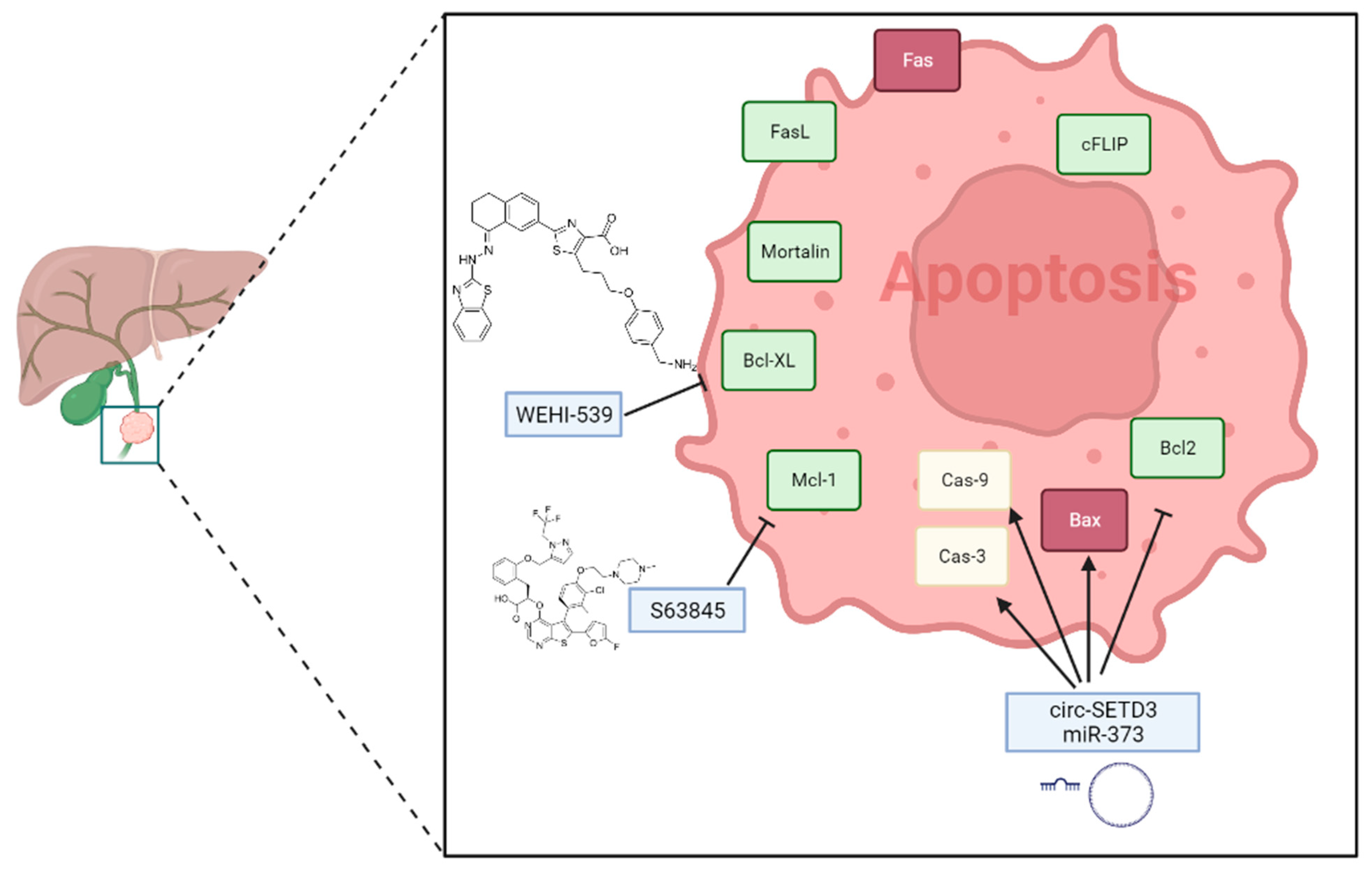 Cancers 15 03638 g001