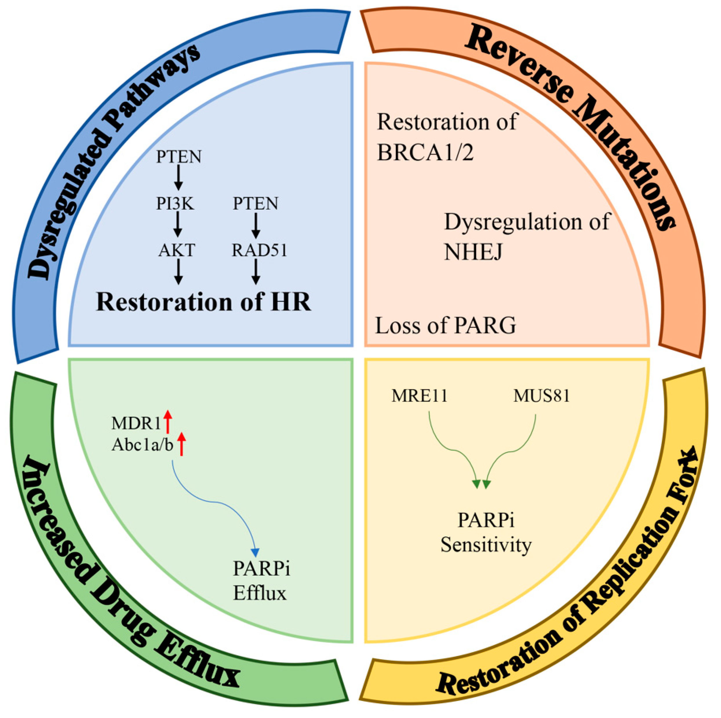 Cancers 15 03642 g002