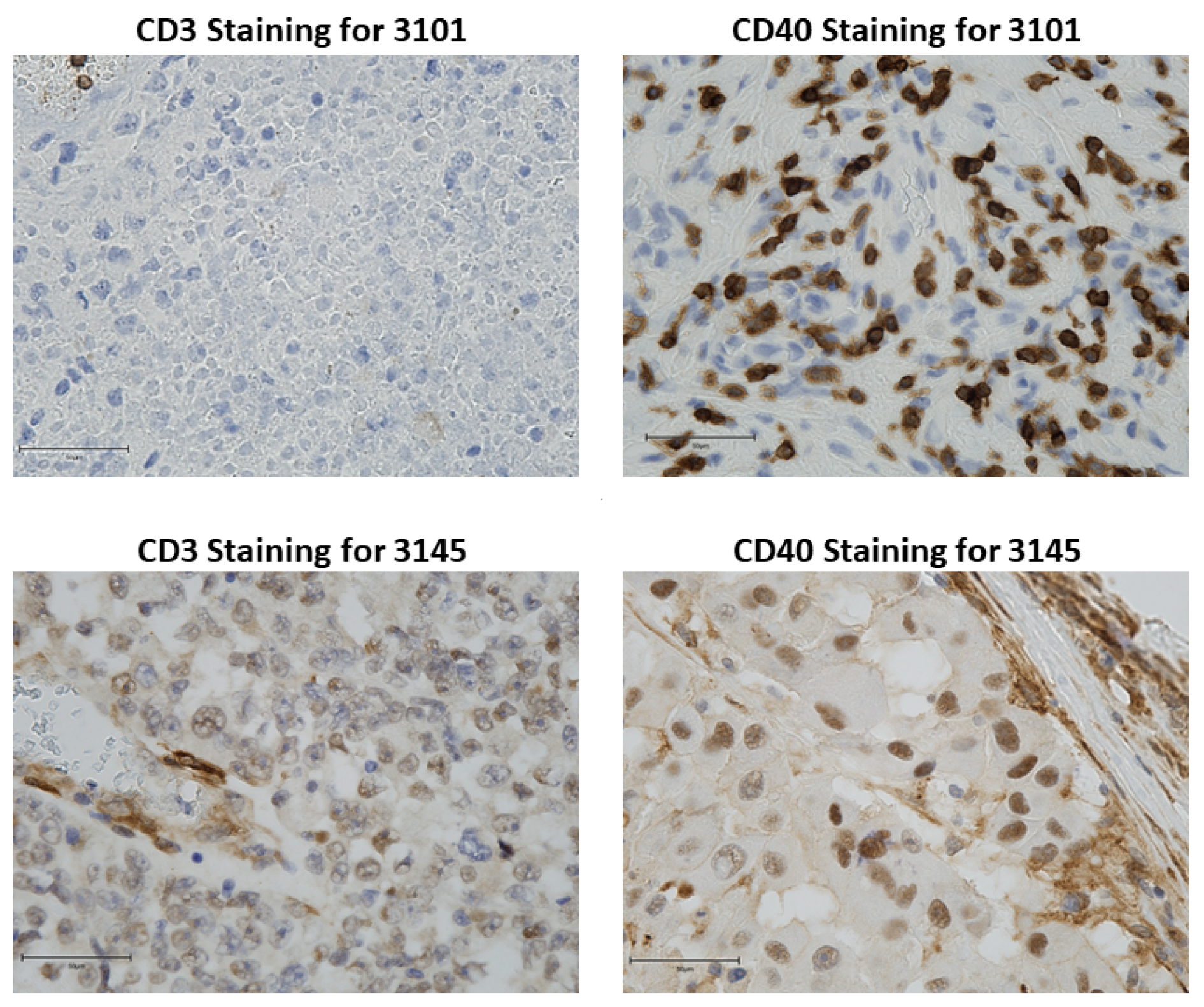 Cancers 15 03695 g001 Cancers 15 03695 g001