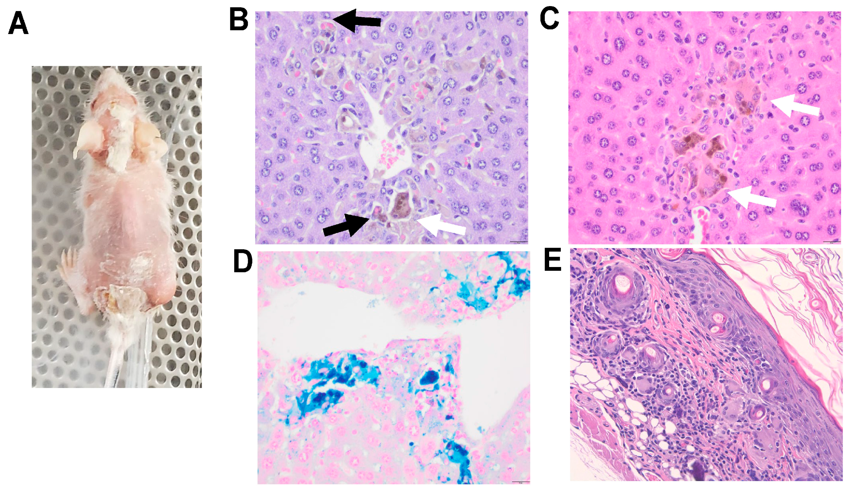 Cancers 15 03695 g006 Cancers 15 03695 g006