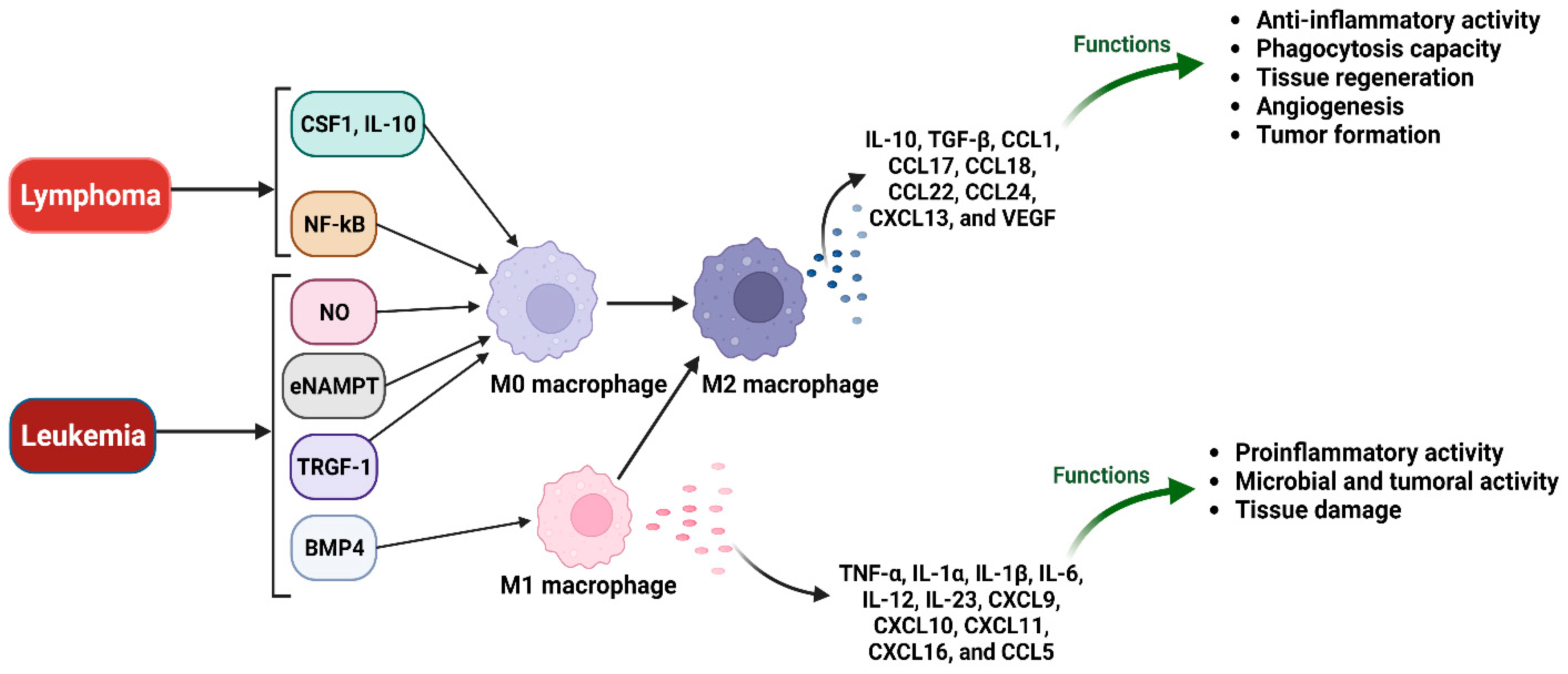 Cancers 15 03722 g004 Cancers 15 03722 g004