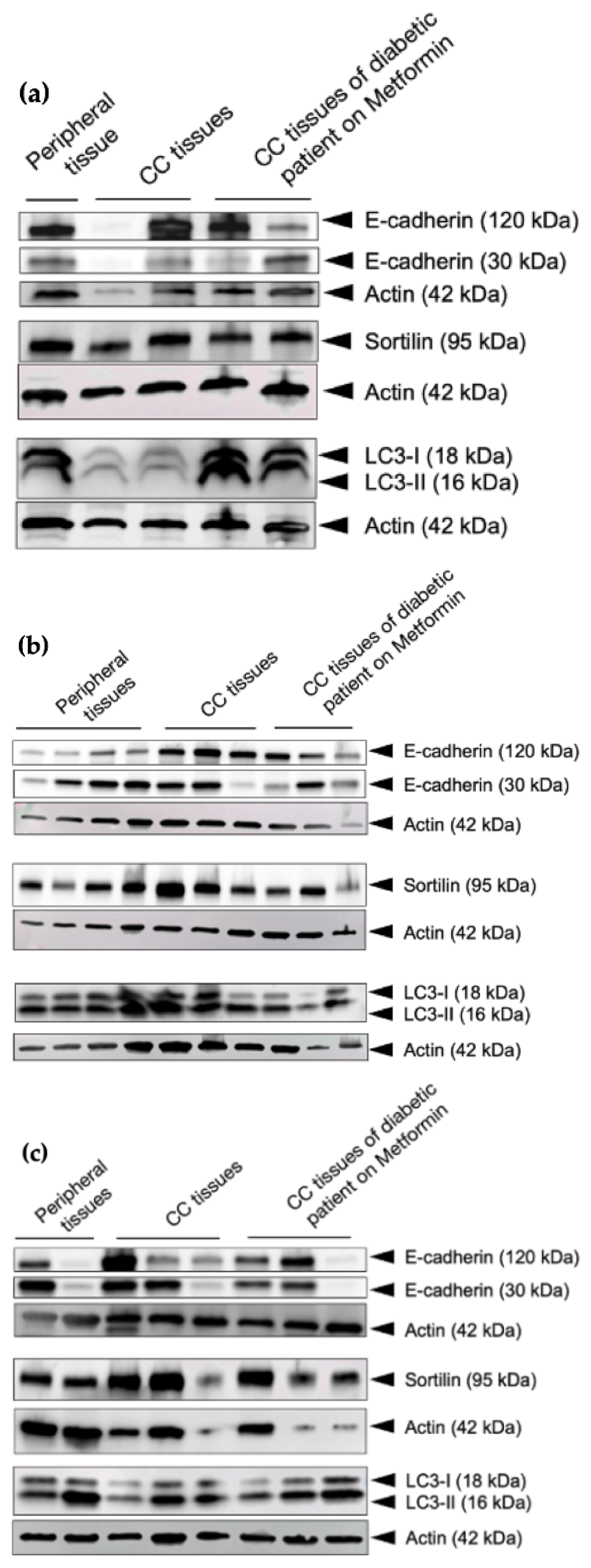 Cancers 15 03724 g008 Cancers 15 03724 g008