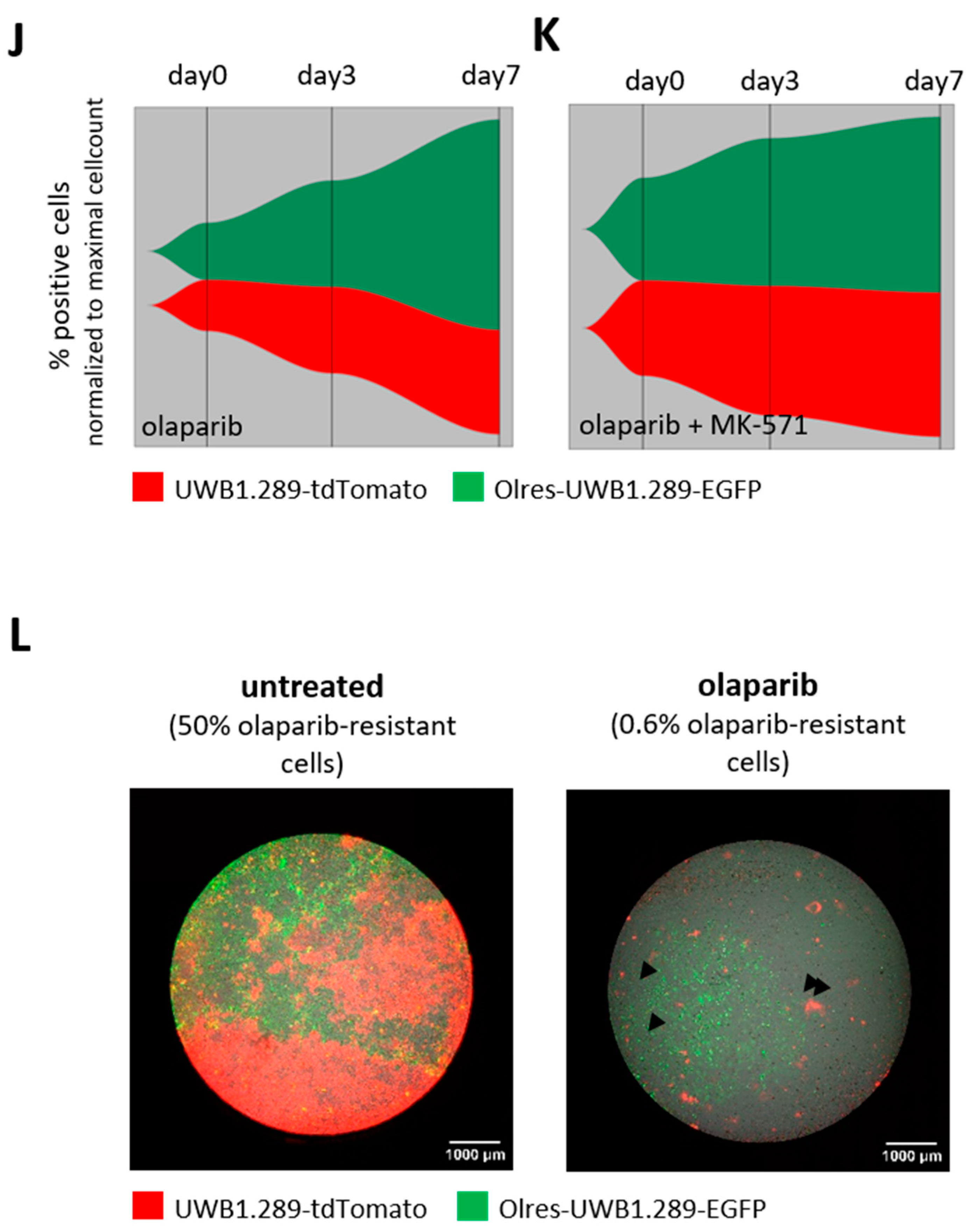 Cancers 15 03774 g007b