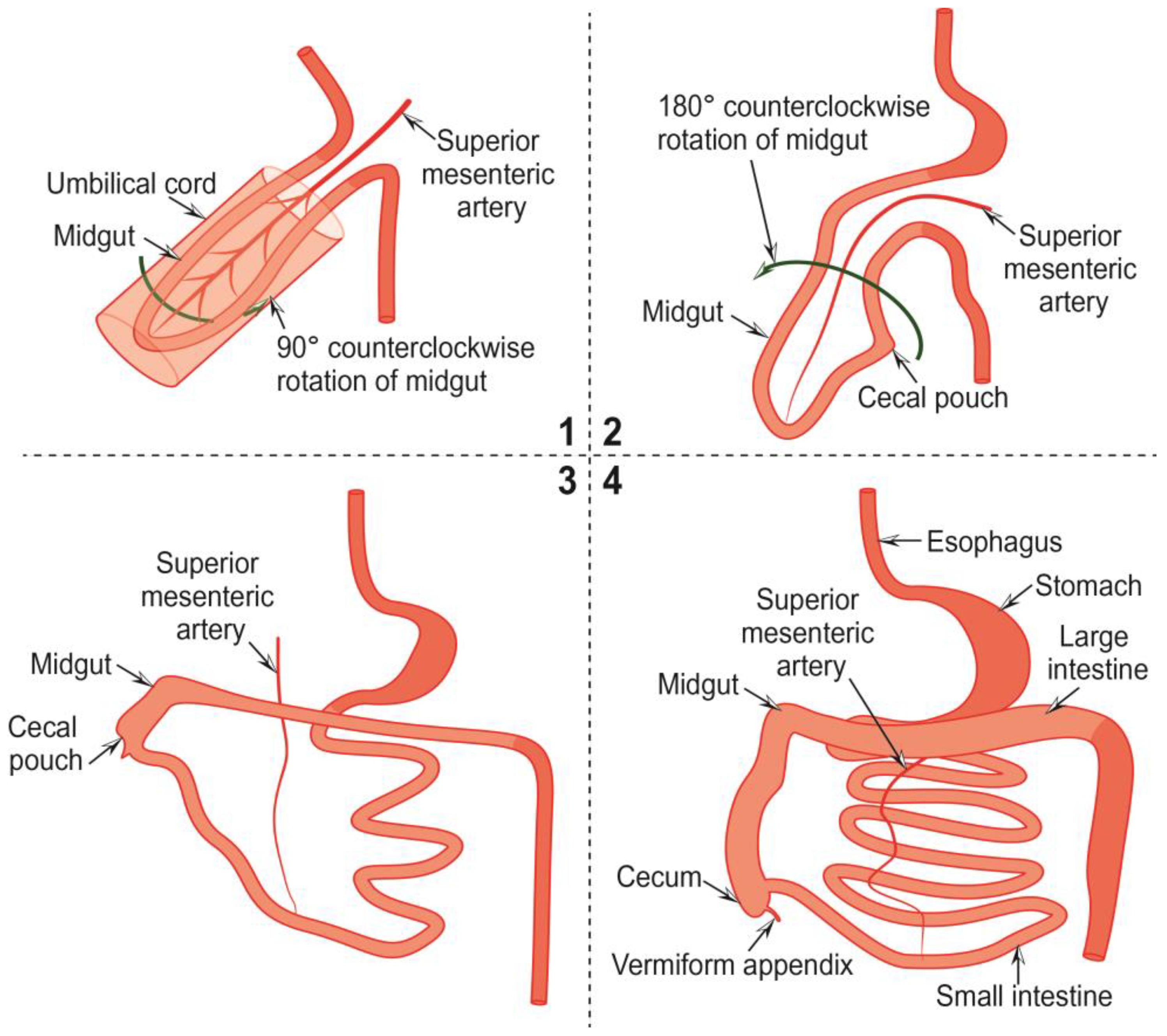 Cancers 15 03872 g001