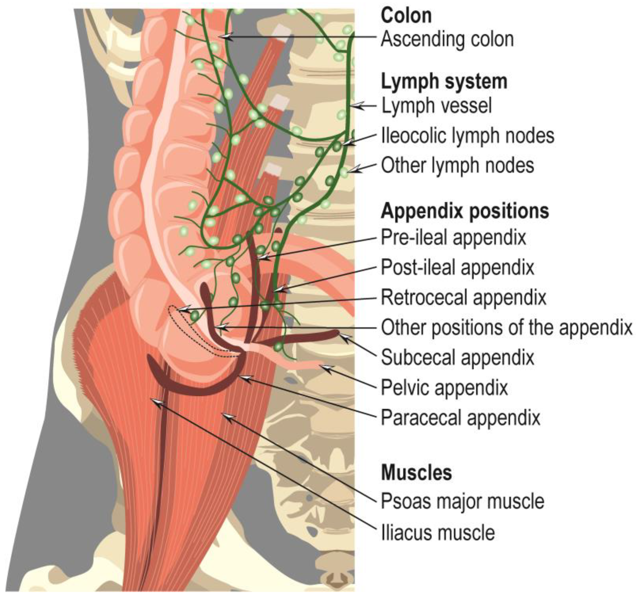 Cancers 15 03872 g002