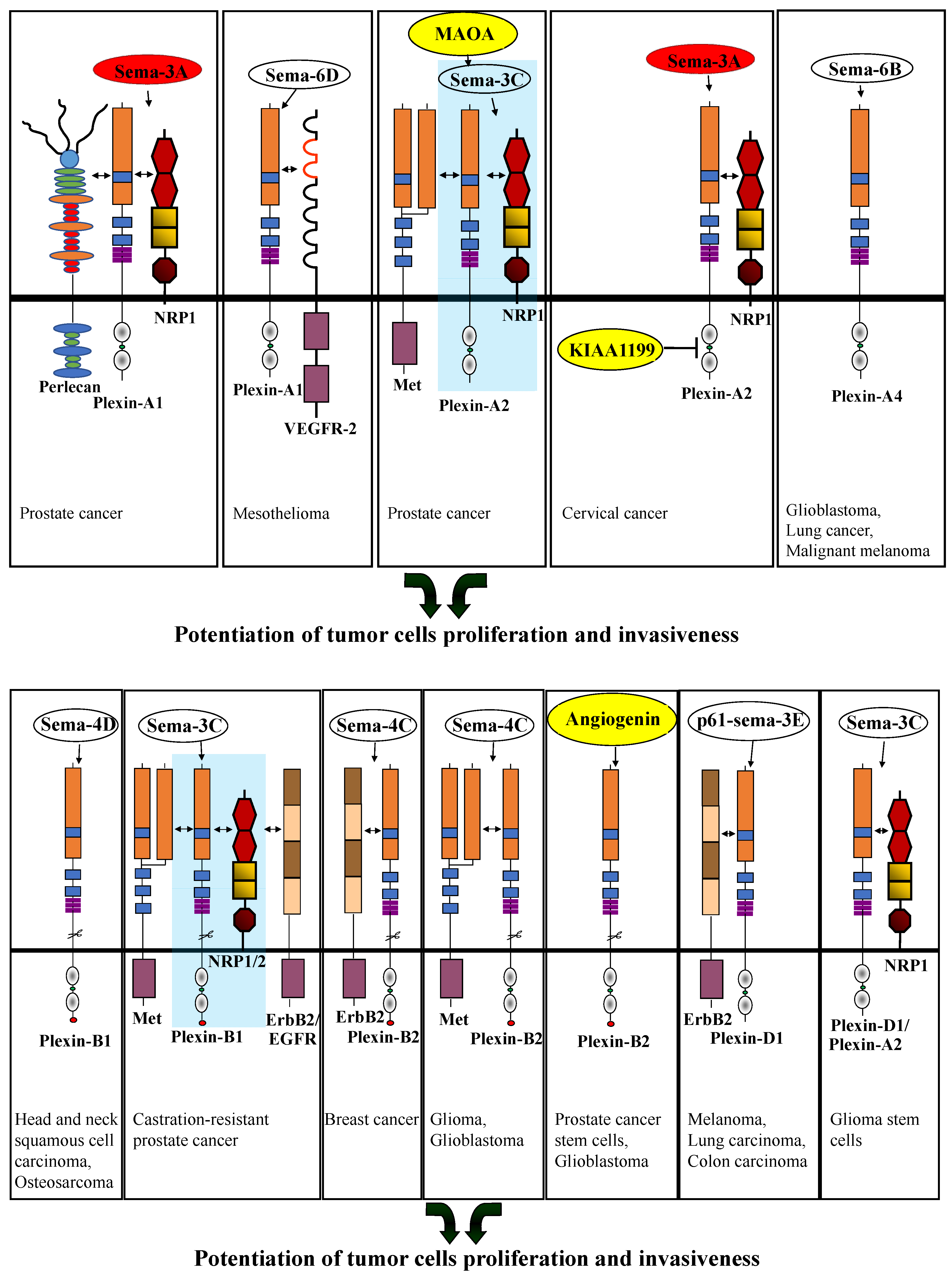 Cancers 15 04046 g003