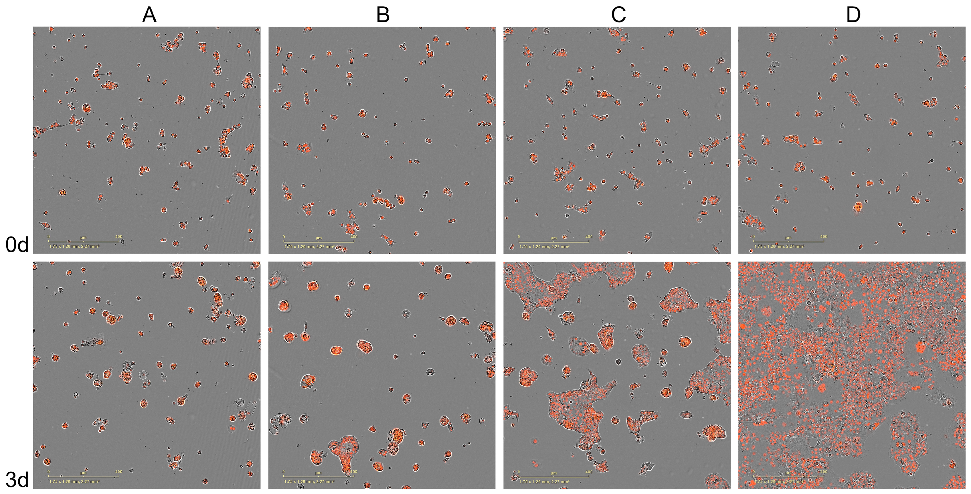 Cancers 15 04050 g004