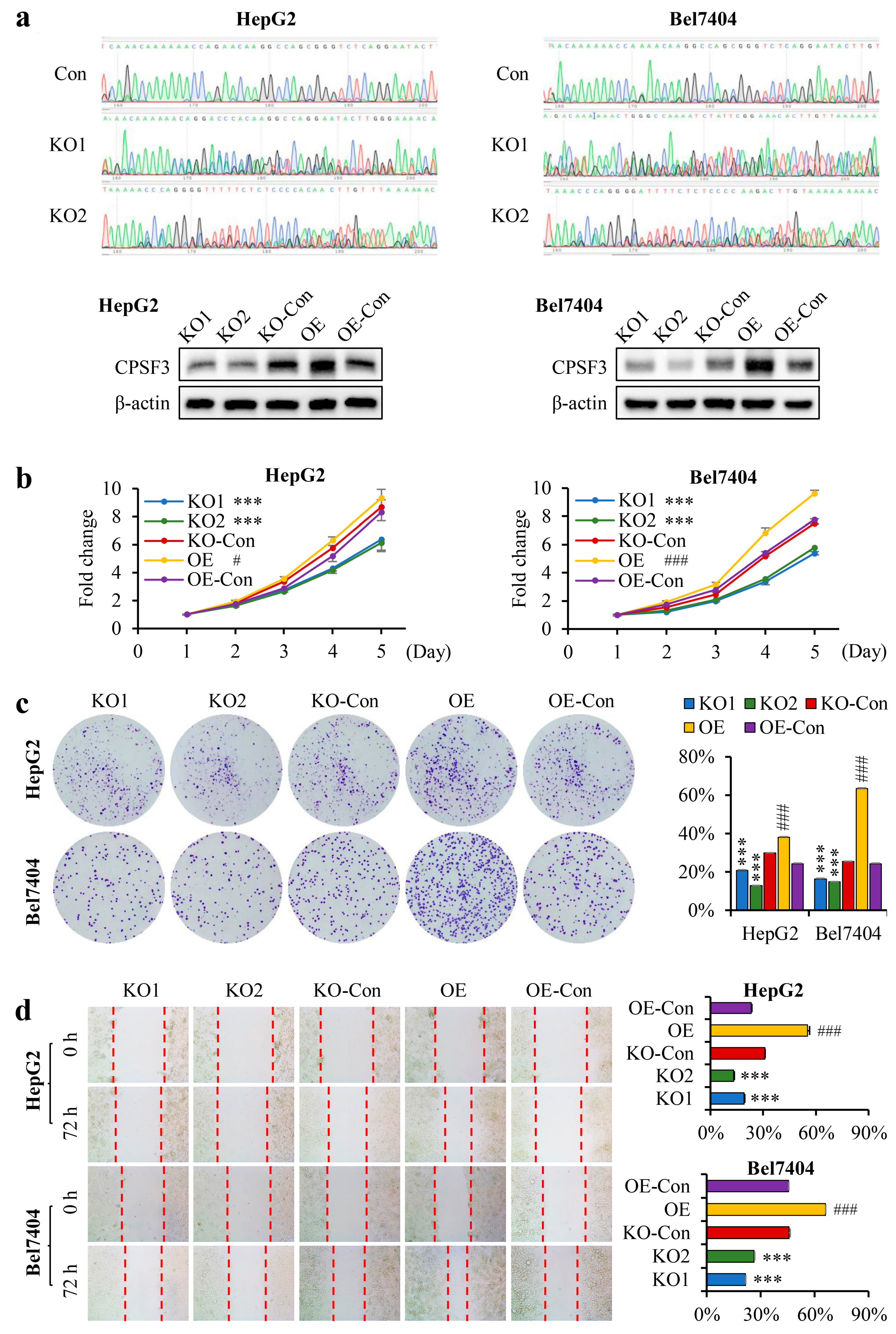 Cancers 15 04057 g003