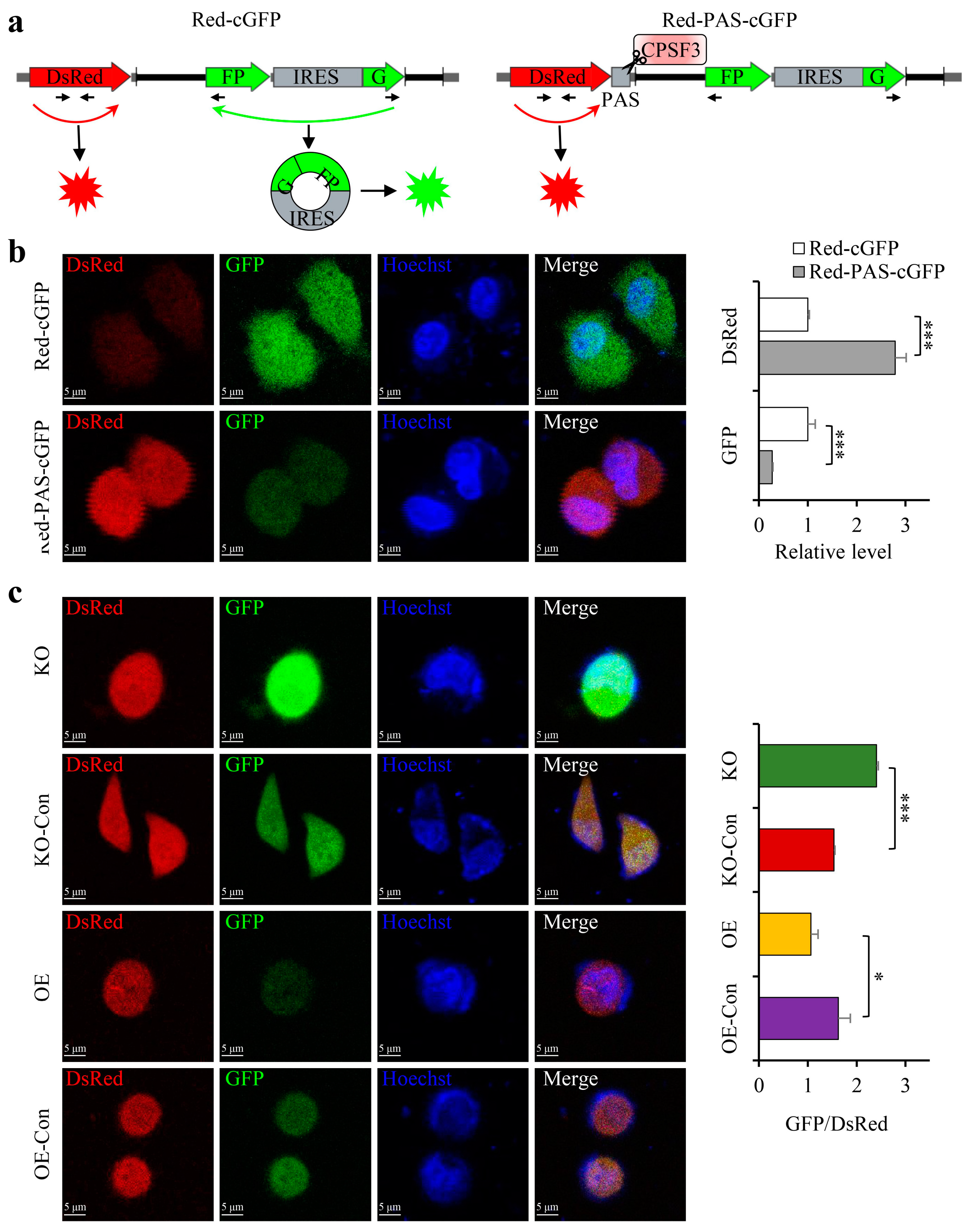 Cancers 15 04057 g004