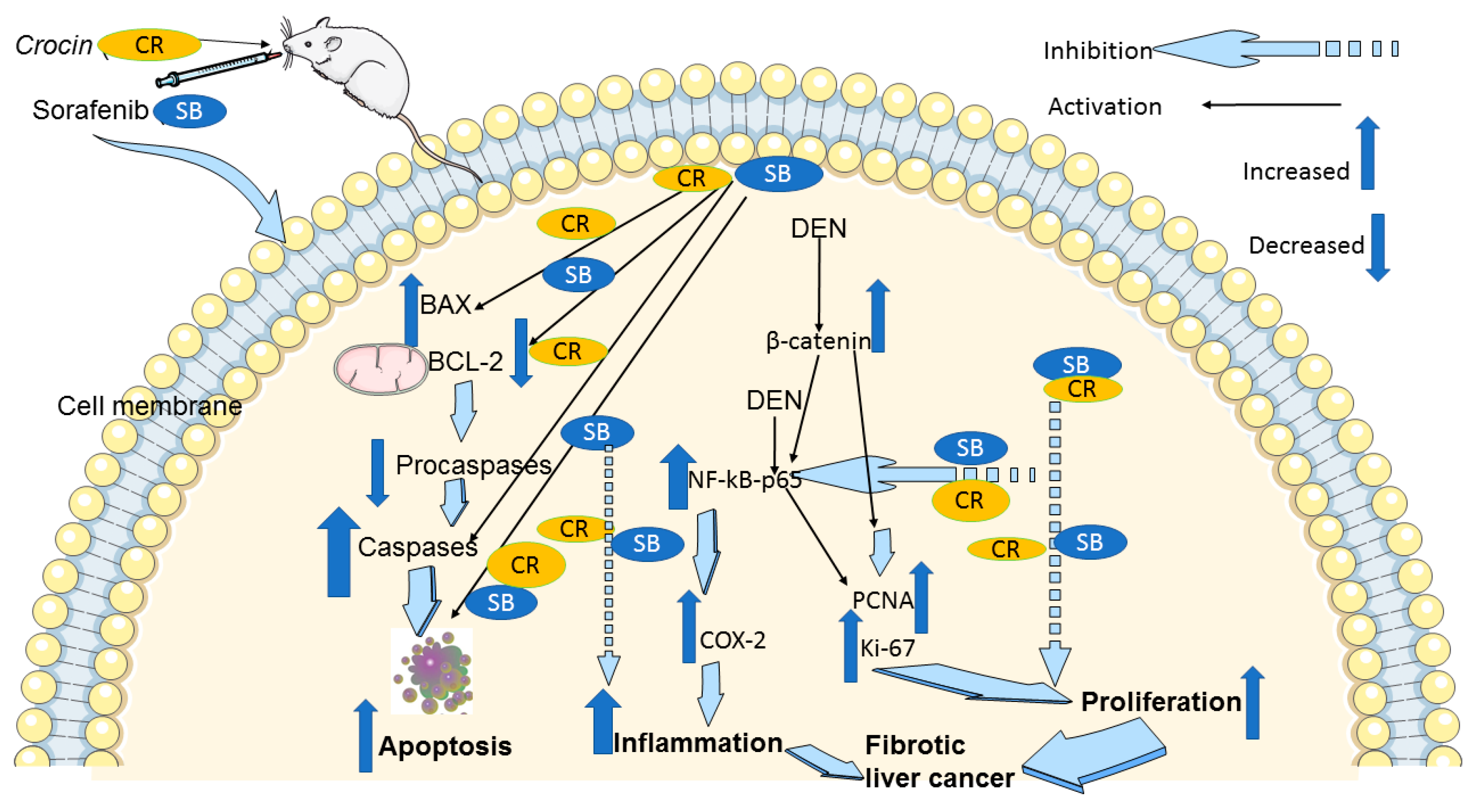 Cancers 15 04063 g008 Cancers 15 04063 g008