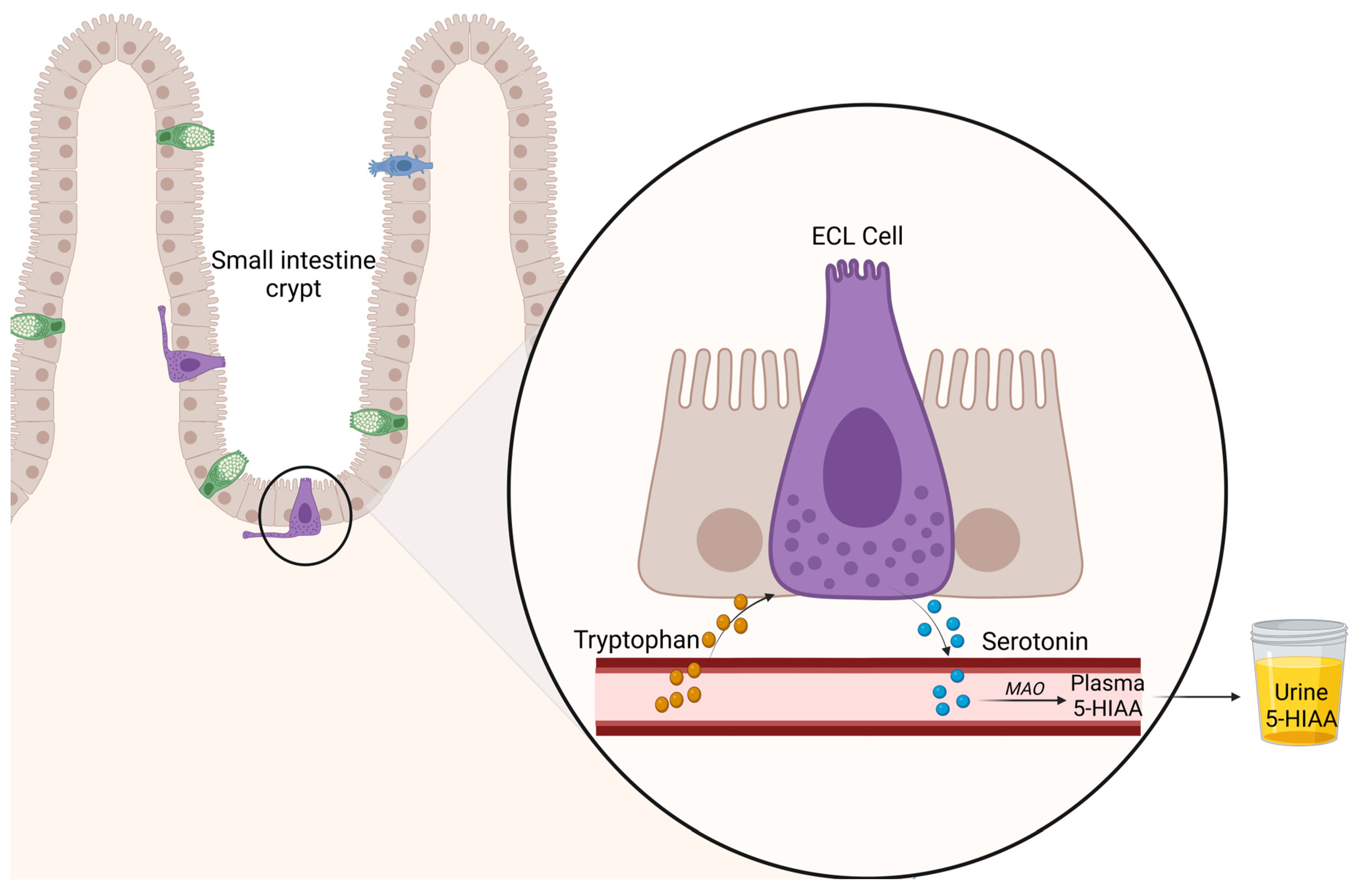 Cancers 15 04065 g001