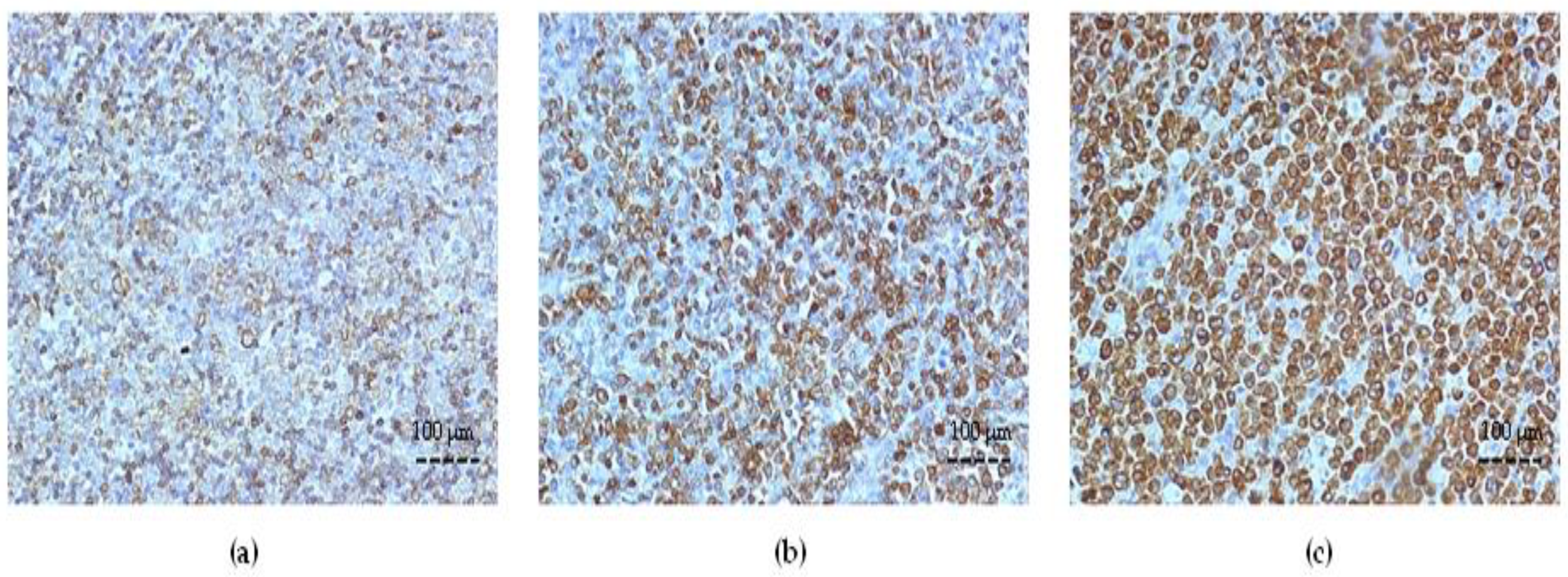 Cancers 15 04106 g001