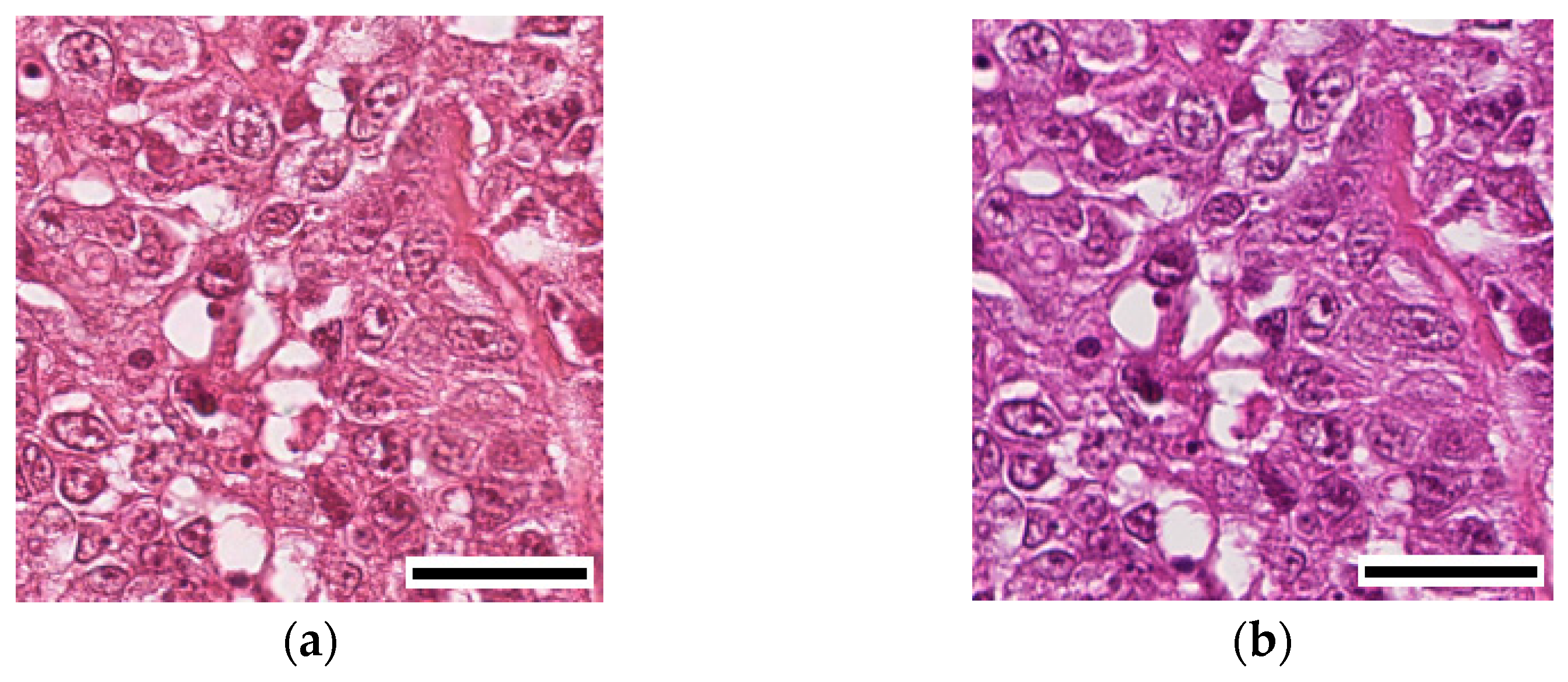 Cancers 15 04144 g001