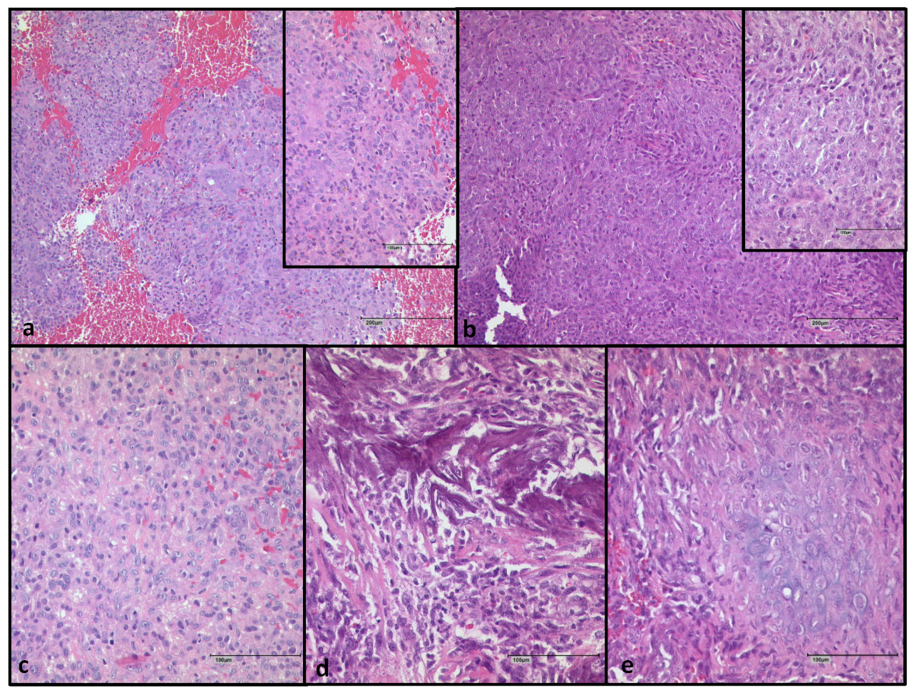 Cancers 15 04249 g003