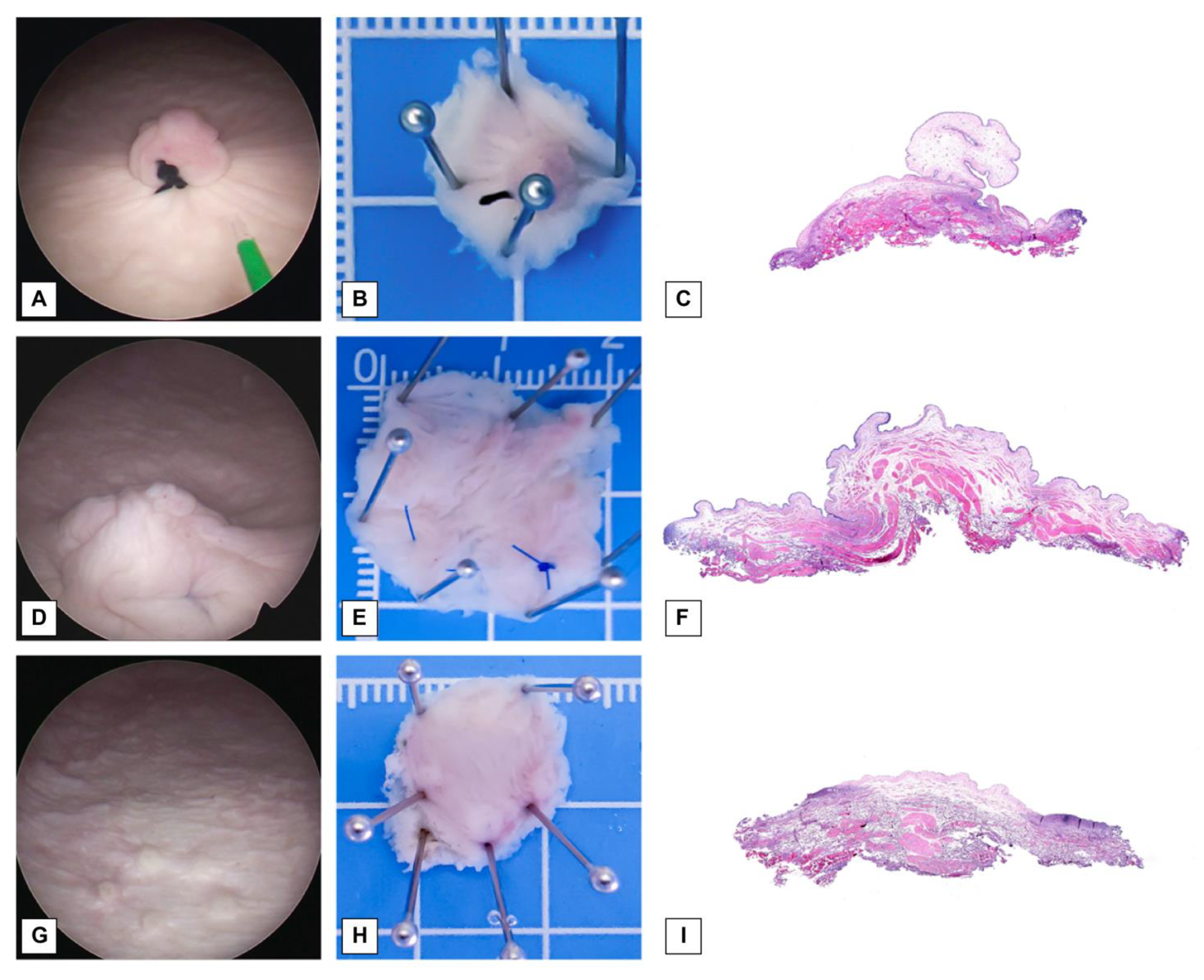 Cancers 15 04255 g001a