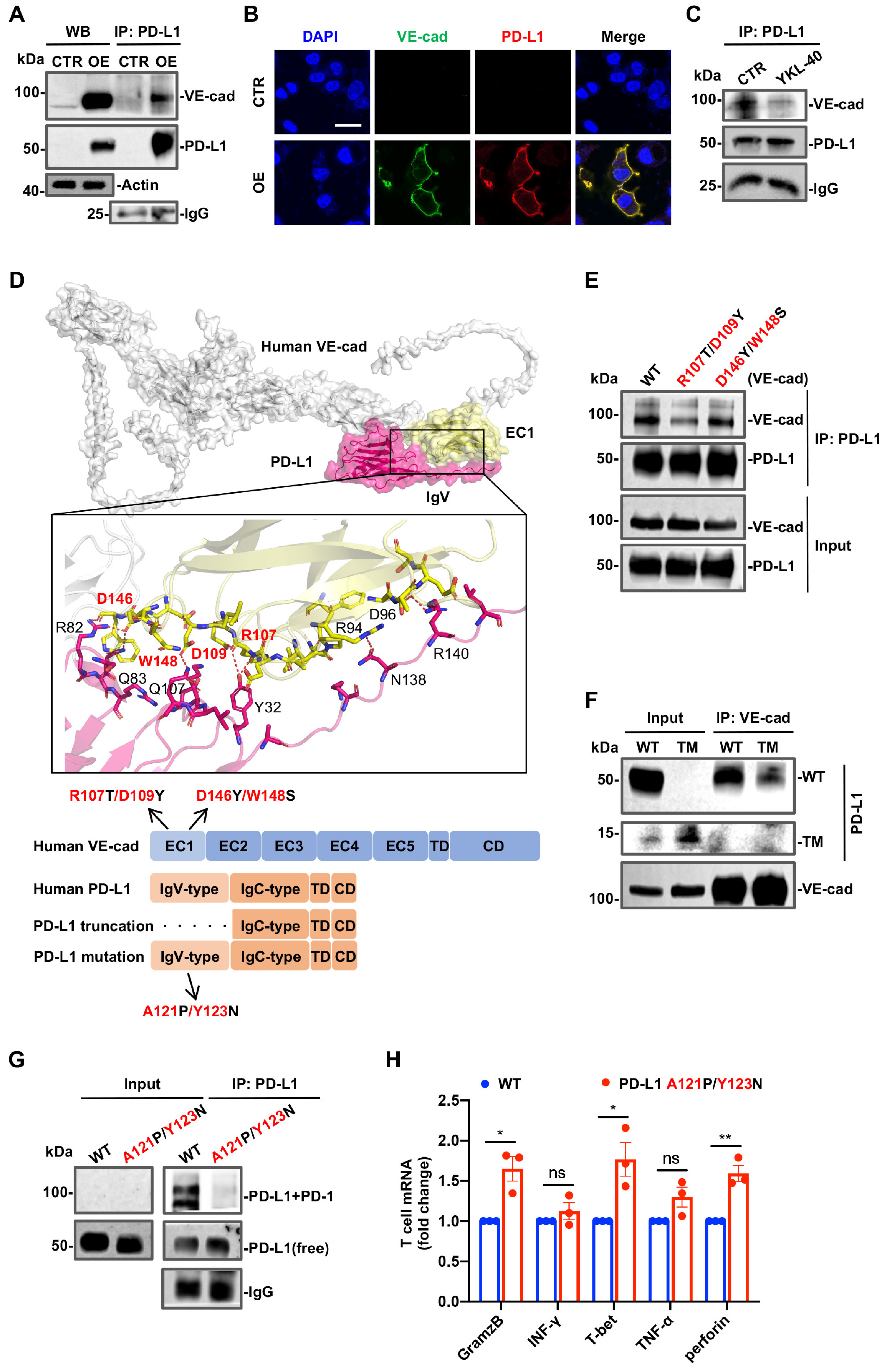 Cancers 15 04257 g004