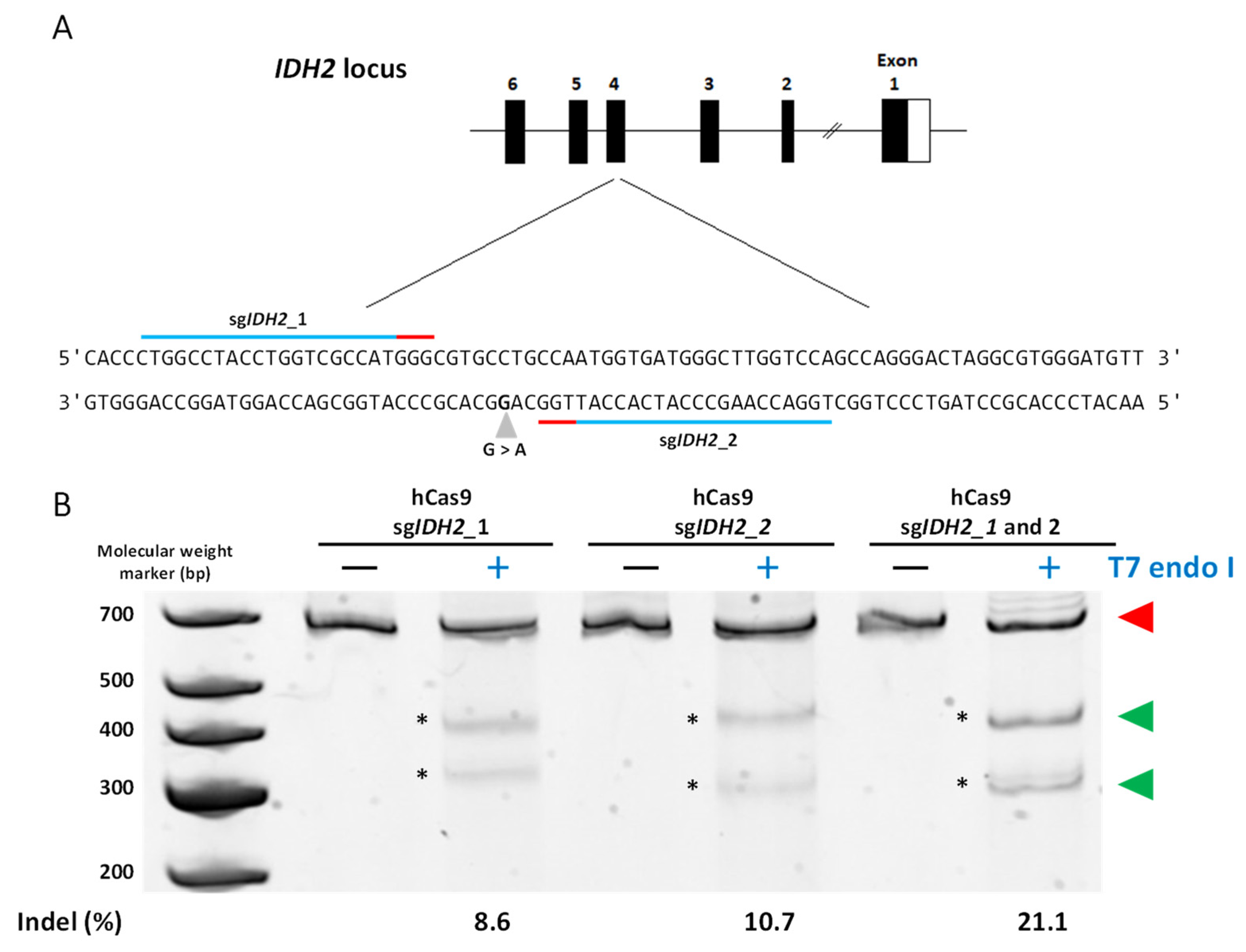 Cancers 15 04263 g002