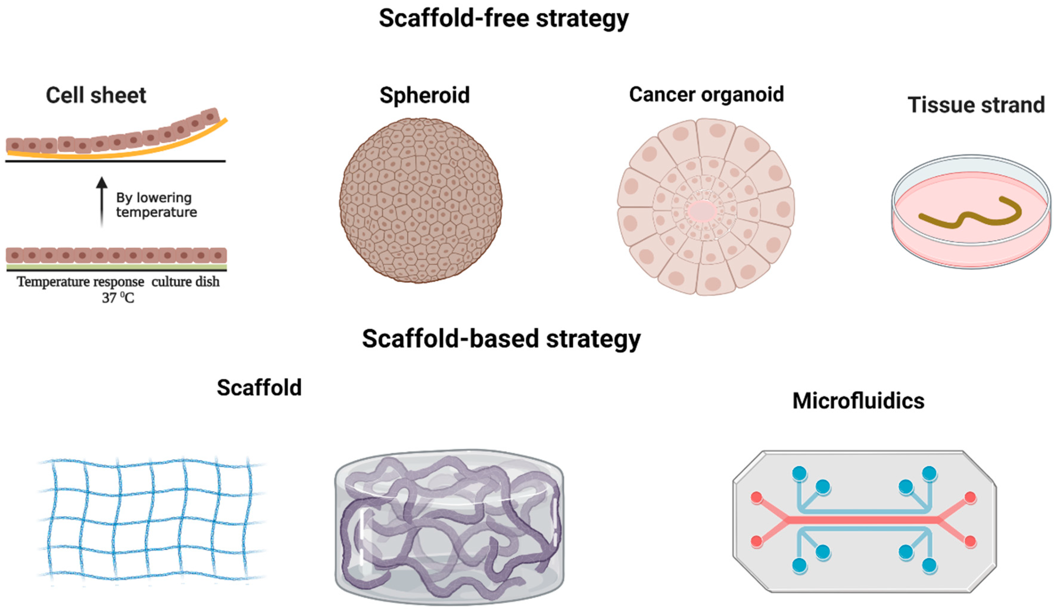 Cancers 15 04266 g002