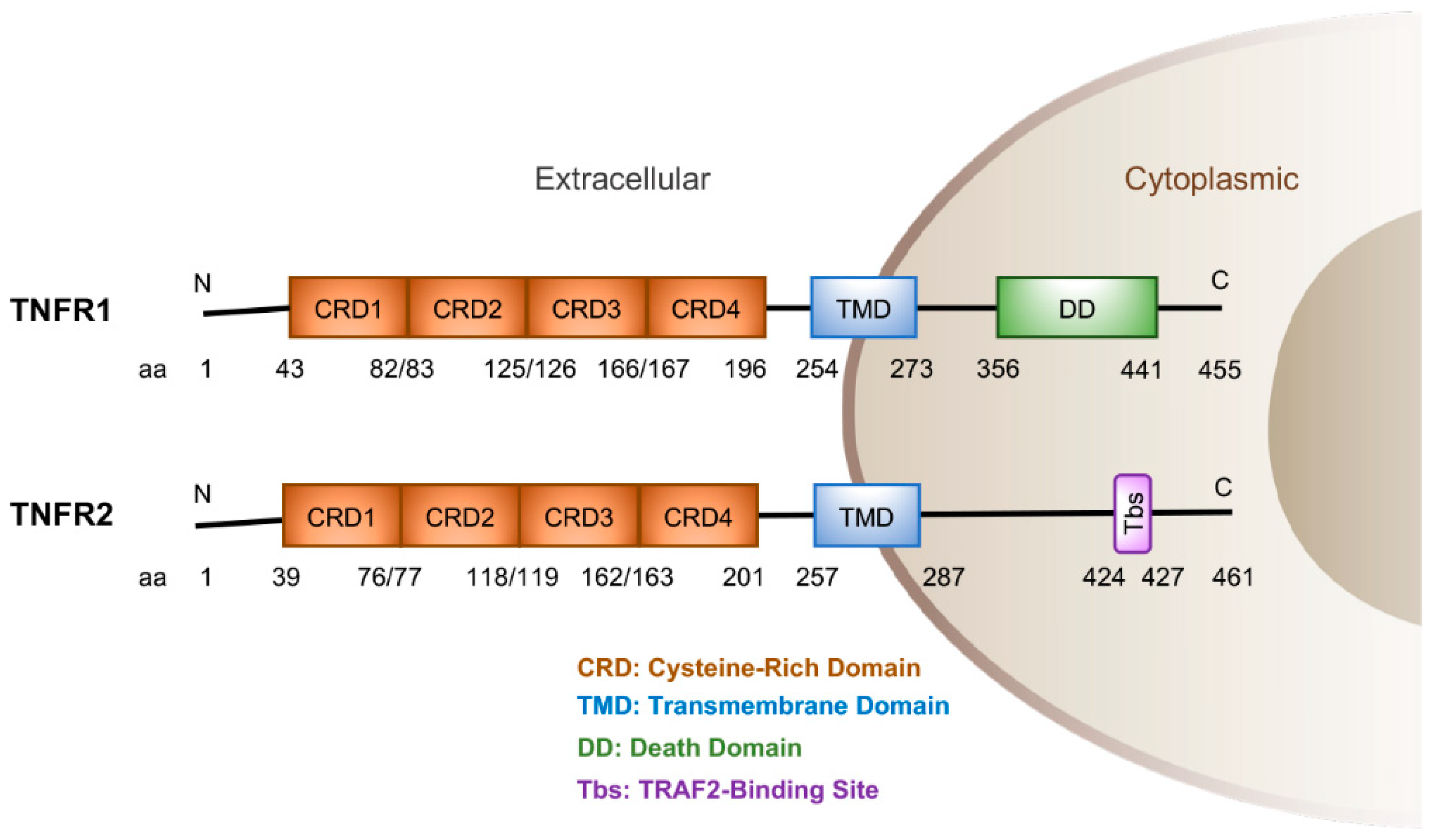 Cancers 15 04299 g001
