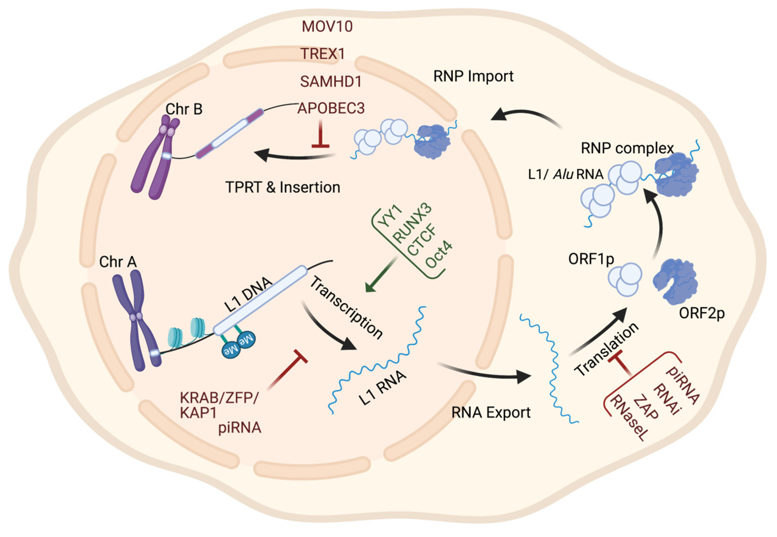 Cancers 15 04340 g002